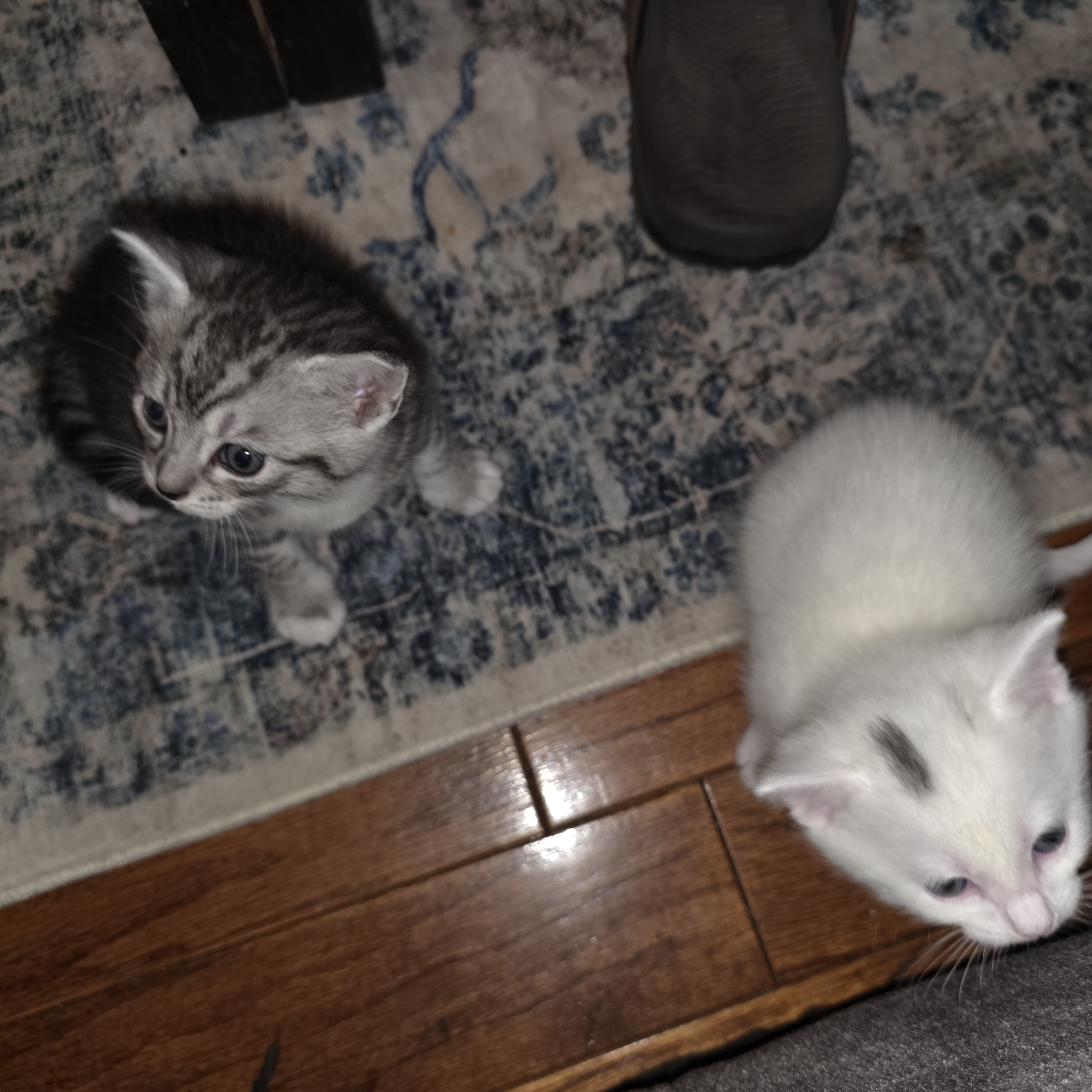 2 kittens left for free image 2