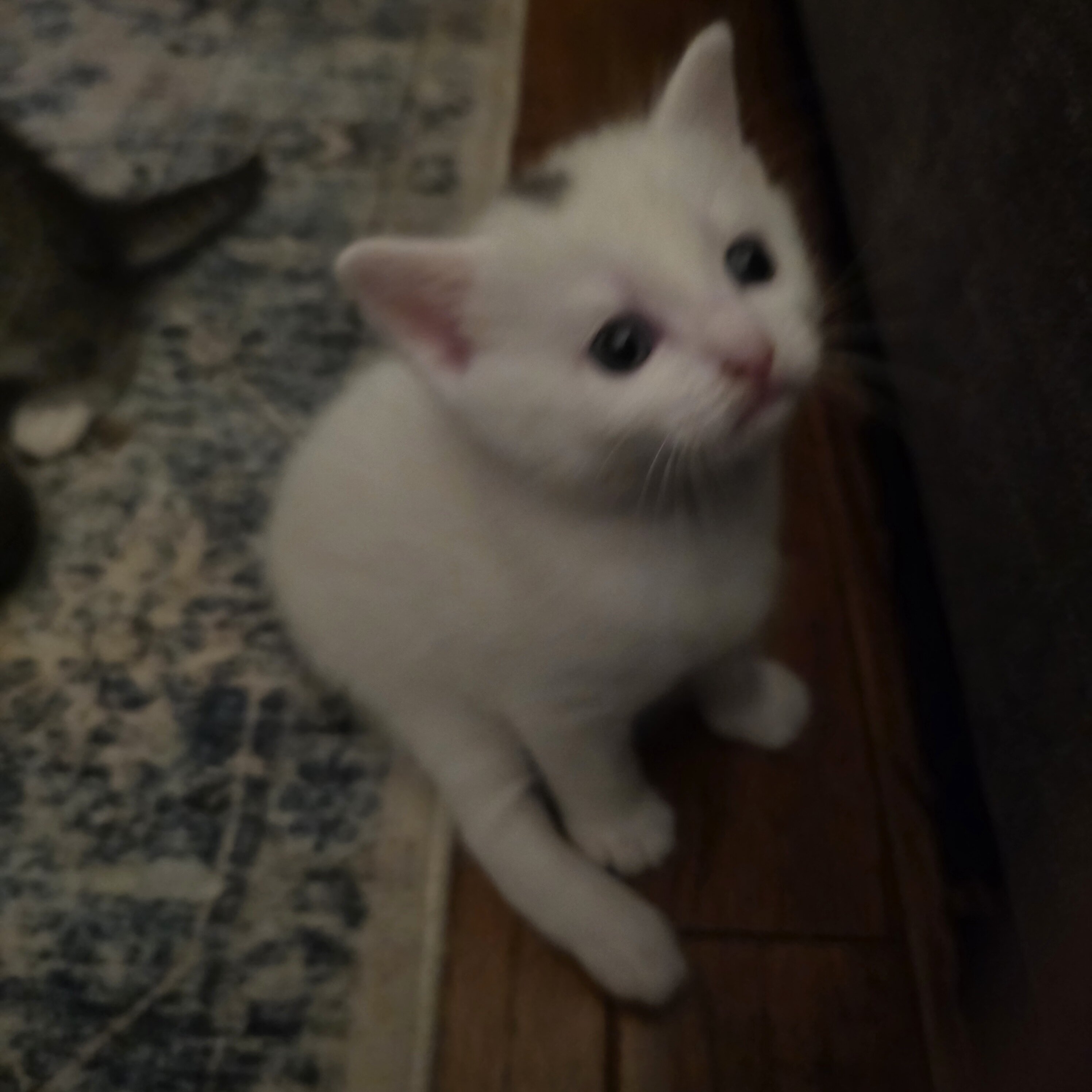 2 kittens left for free image 4