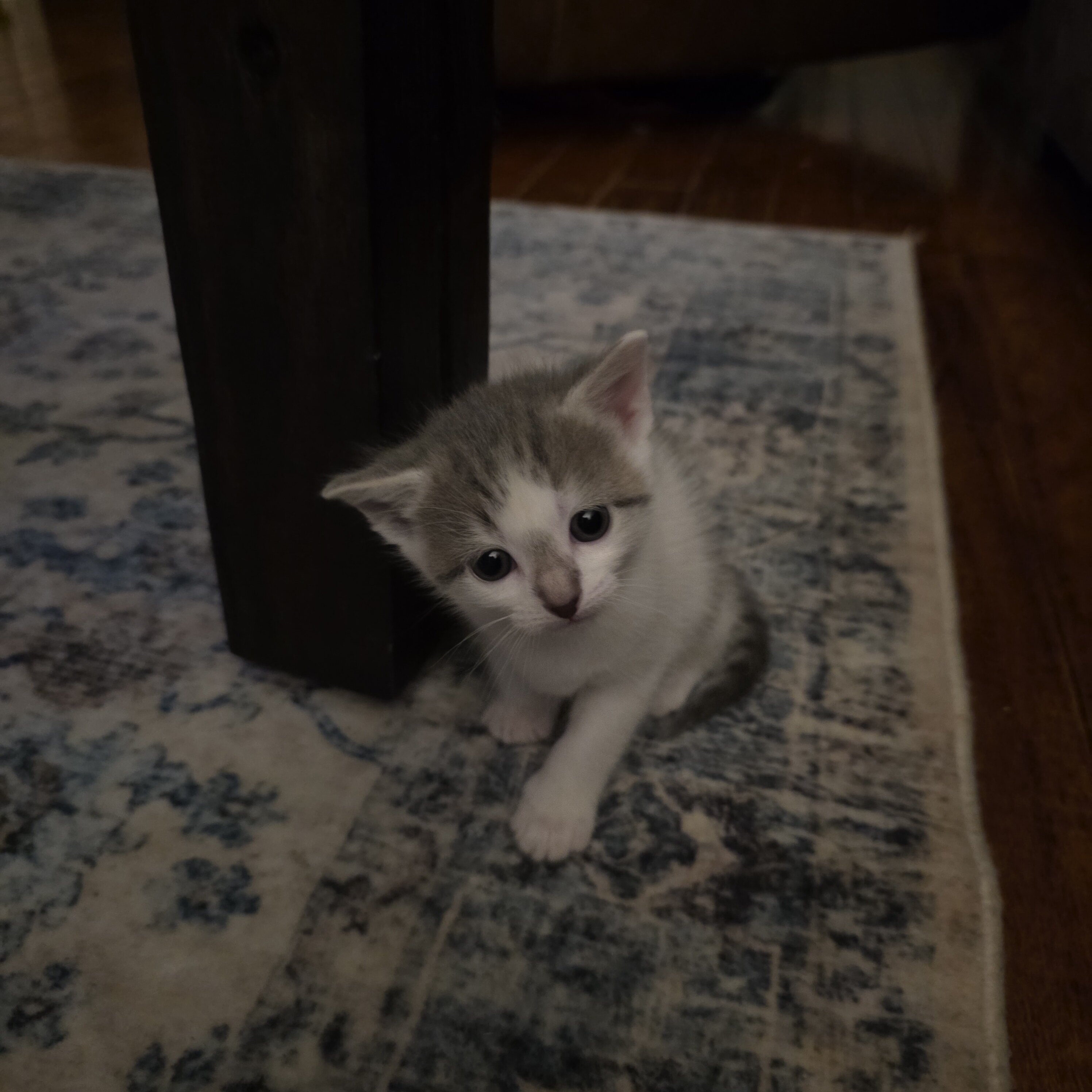 2 kittens left for free image 3
