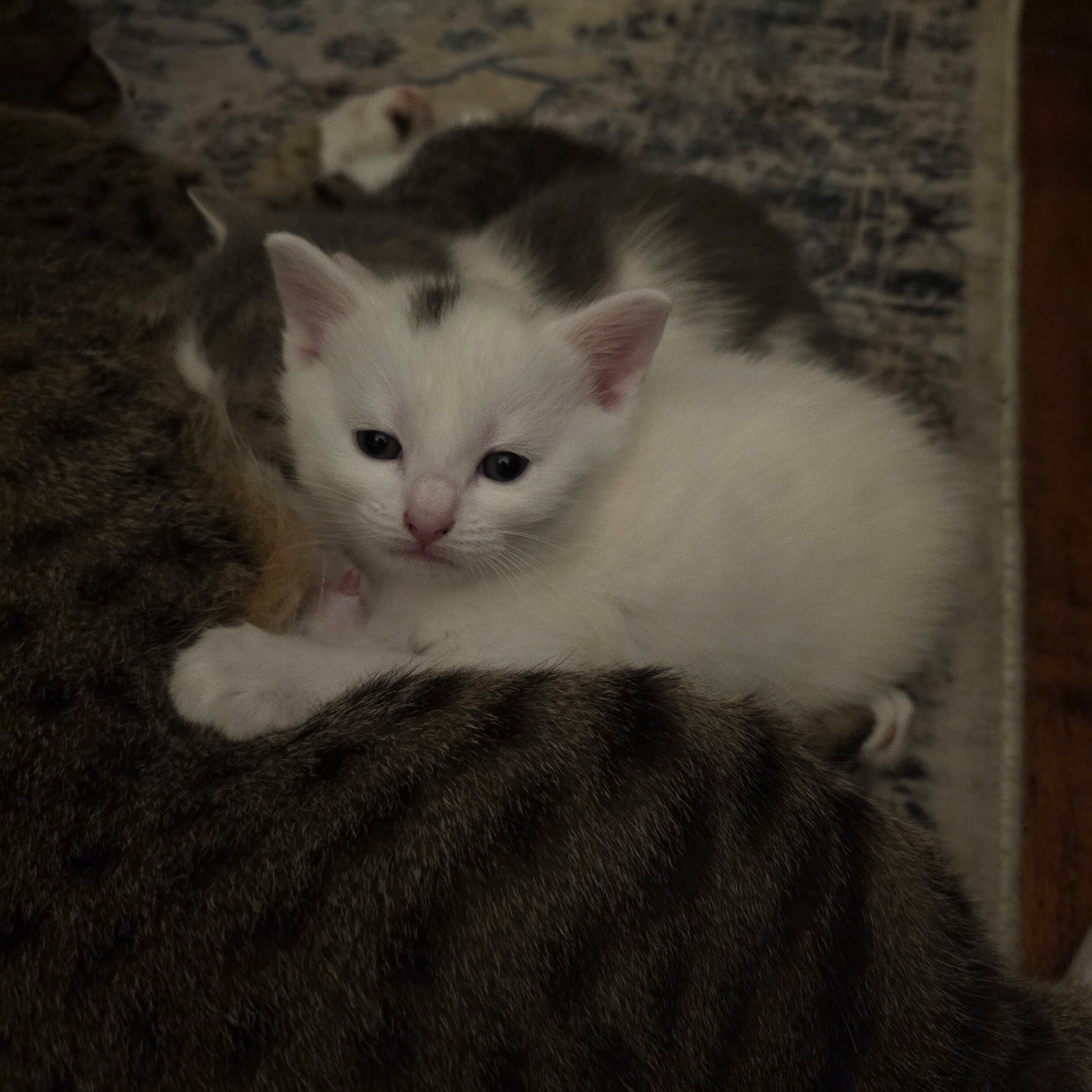 2 kittens left for free image 5
