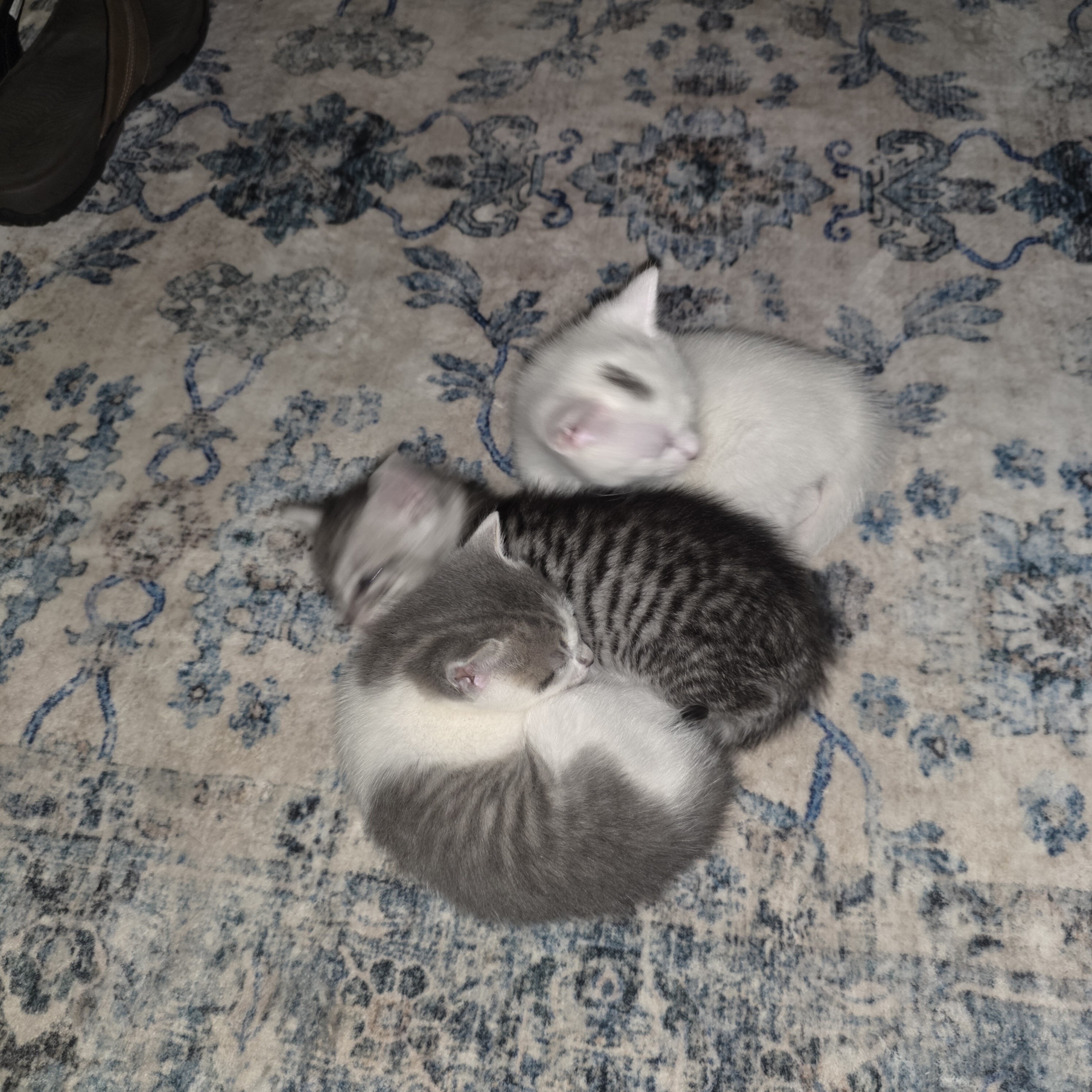2 kittens left for free image 6