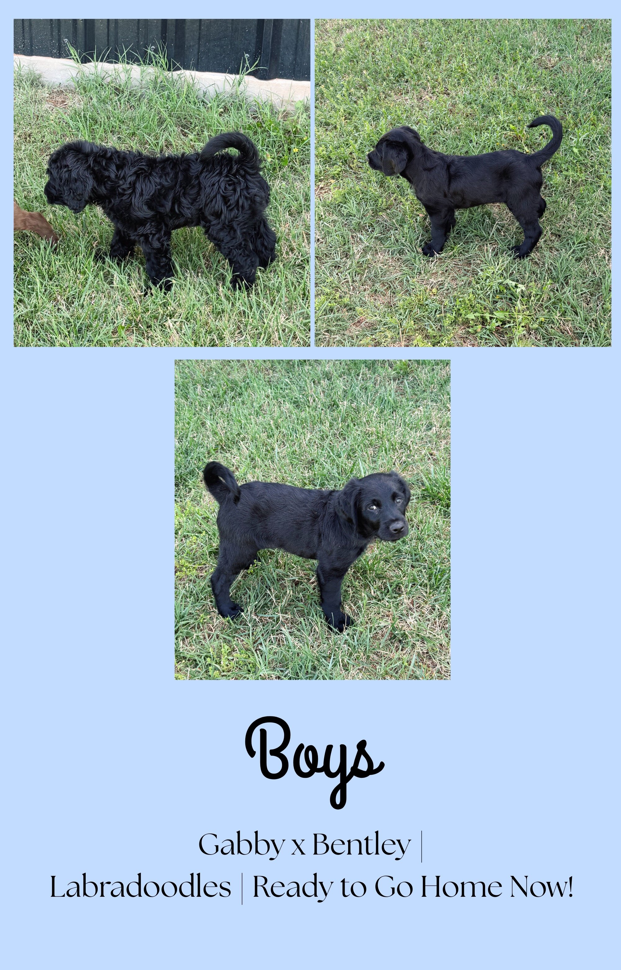 Labradoodle puppies image 1