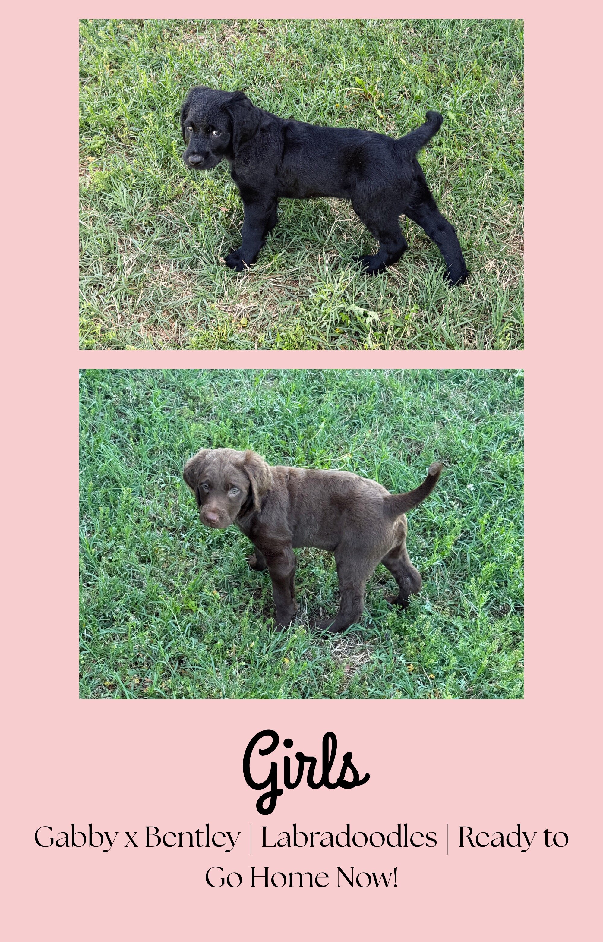 Labradoodle puppies image 2