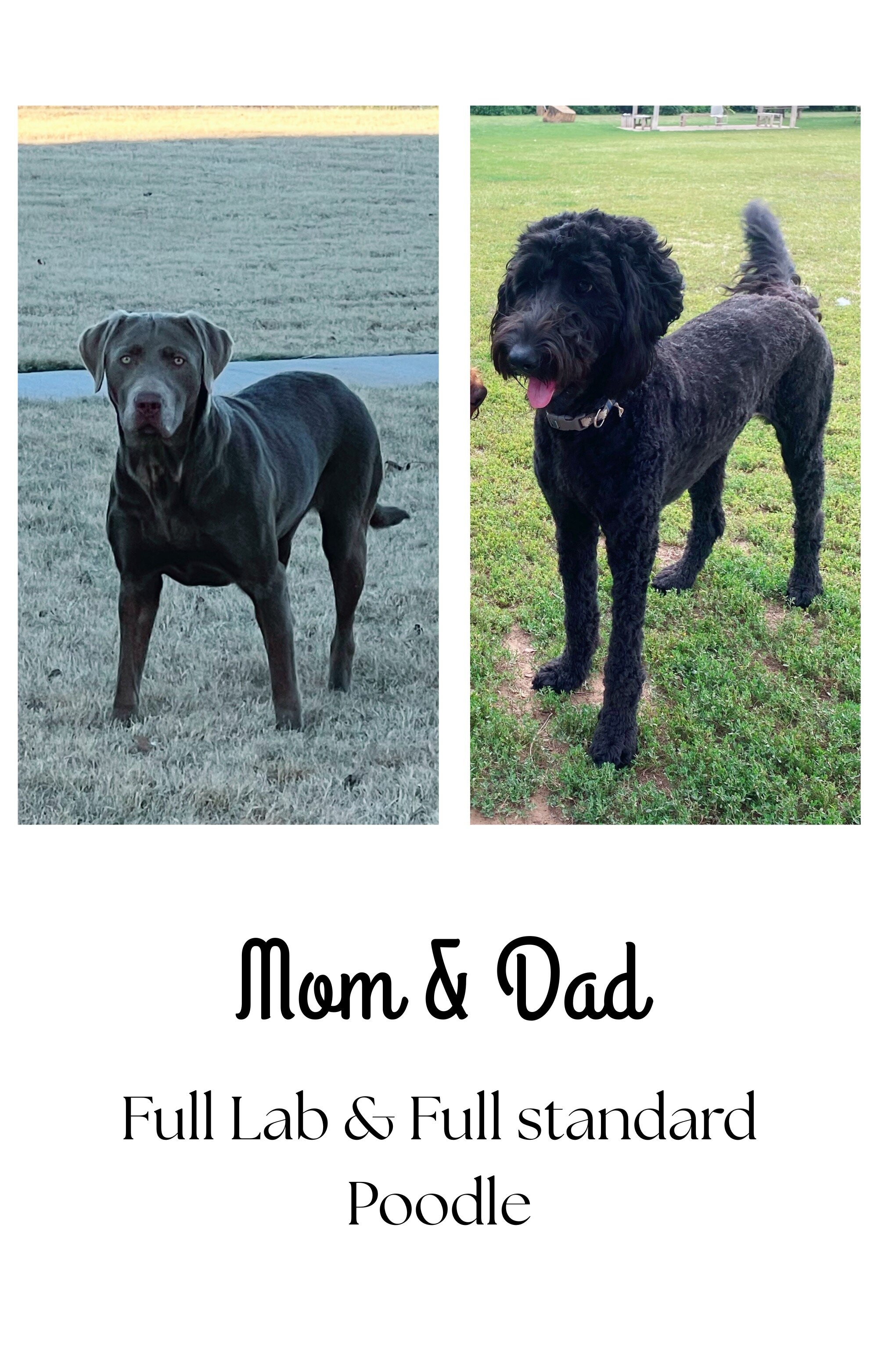 Labradoodle puppies image 3