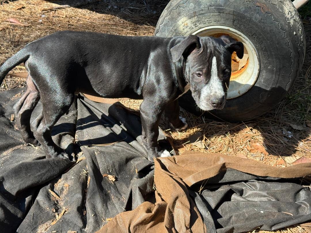 American Bully Pups 12wks ready to go! image 1