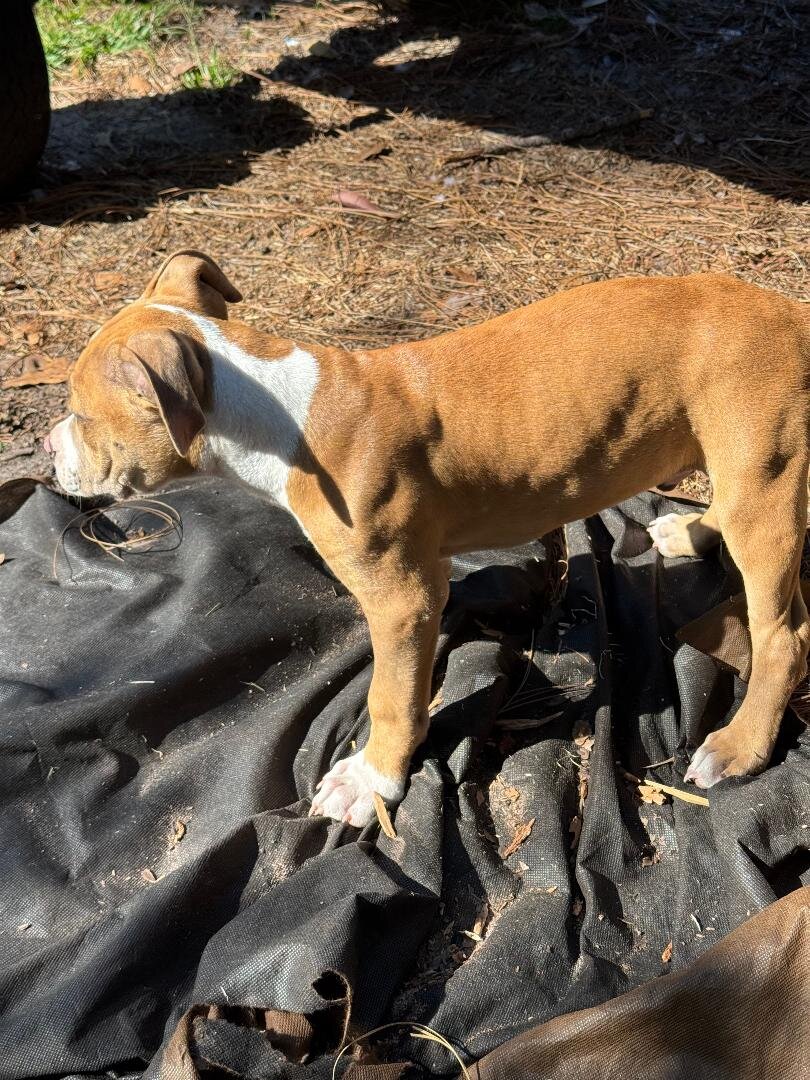 American Bully Pups 12wks ready to go! image 2