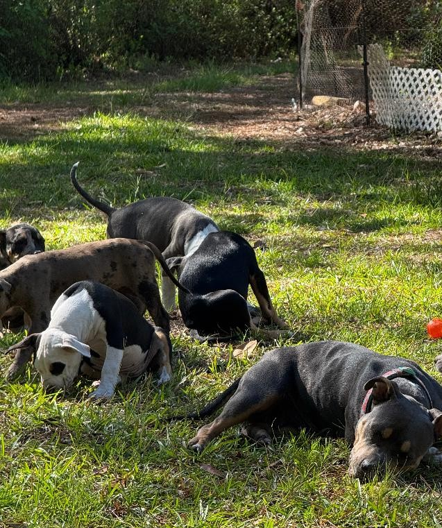 American Bully Pups 12wks ready to go! image 3