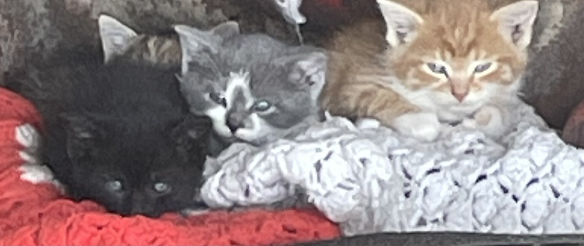 Litter of kittens image 1