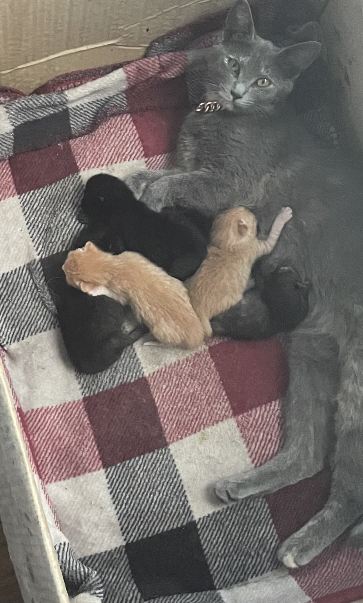 Litter of kittens image 2