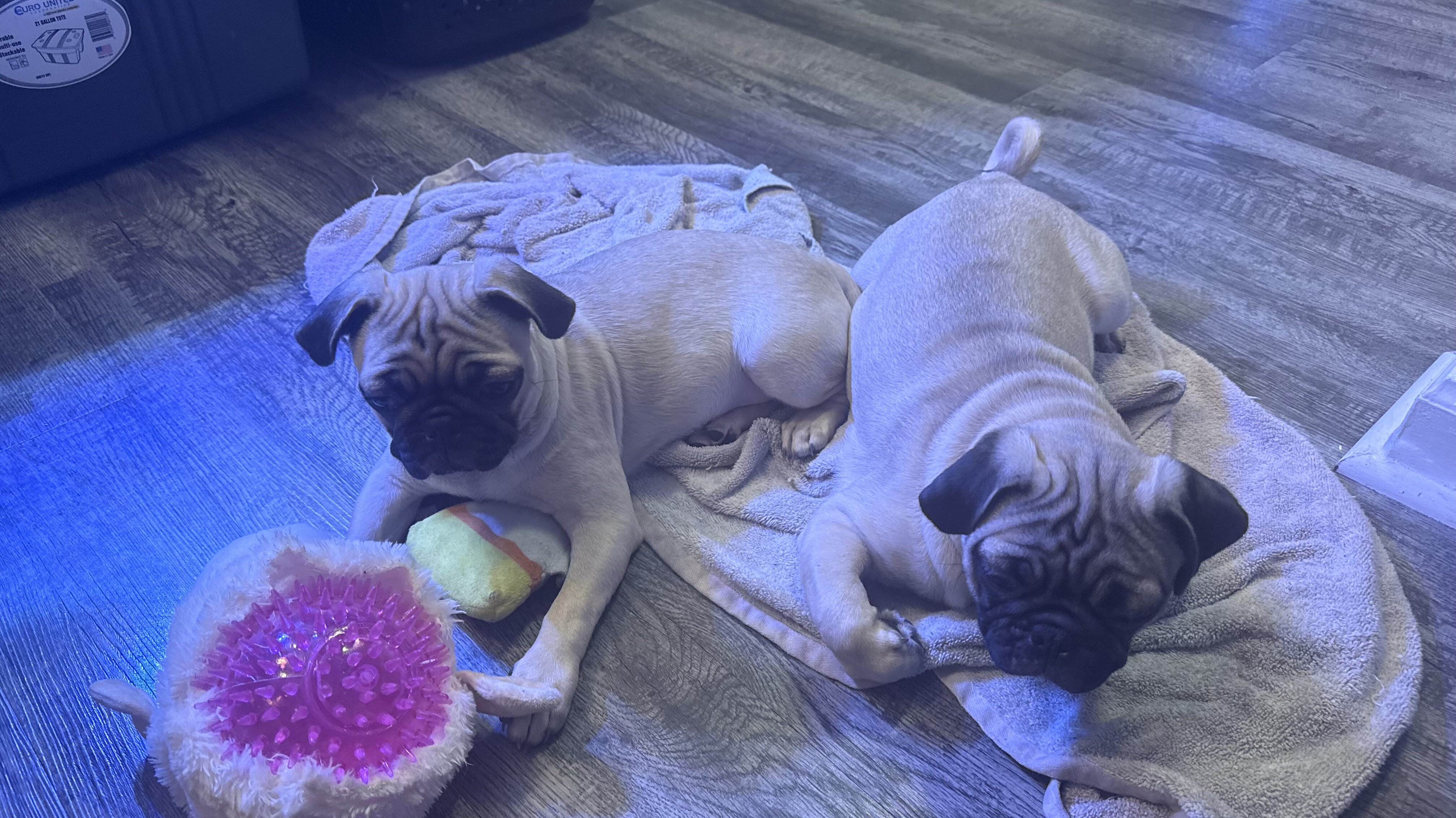 Pug puppies image 6