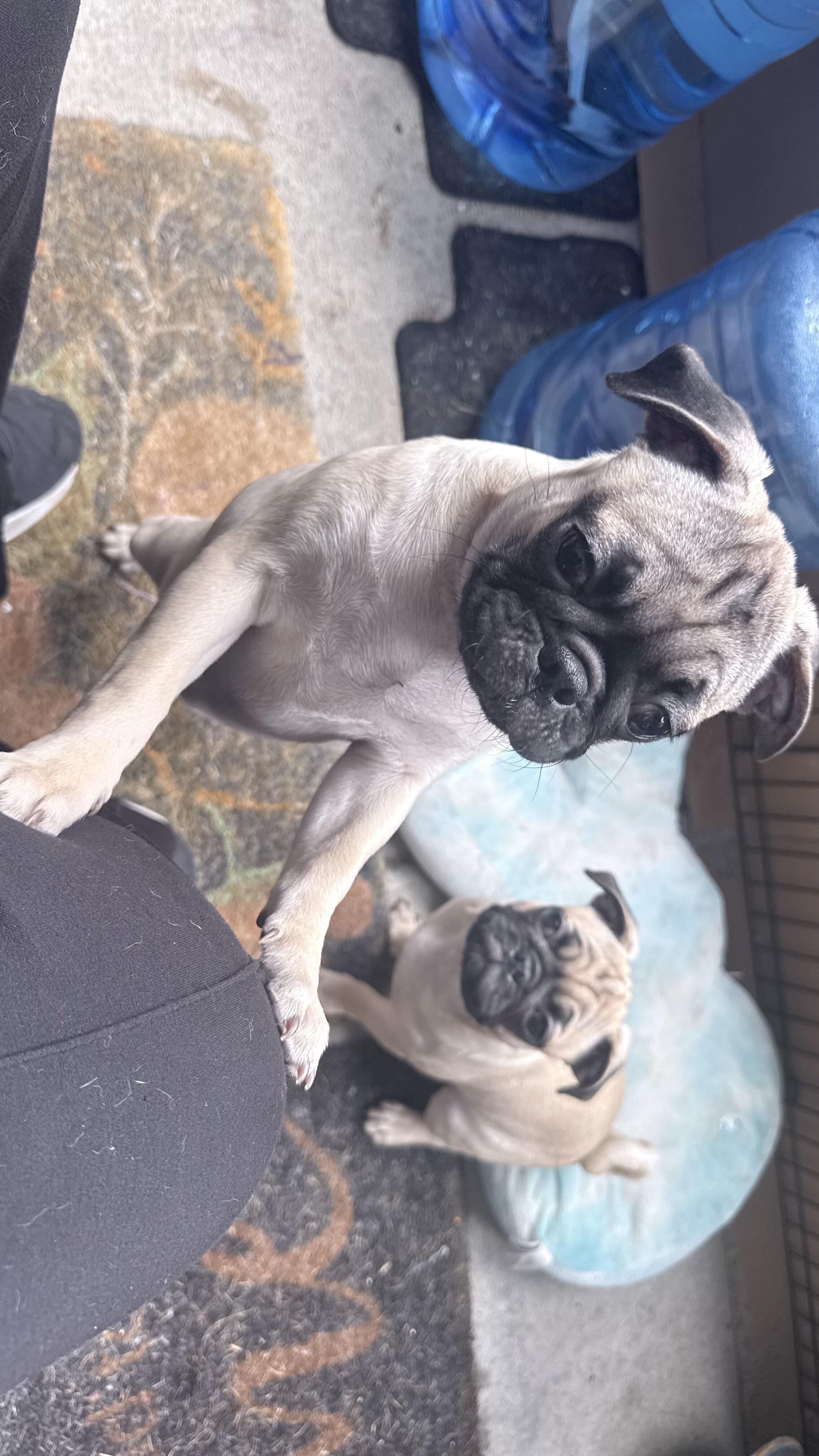 Pug puppies image 2