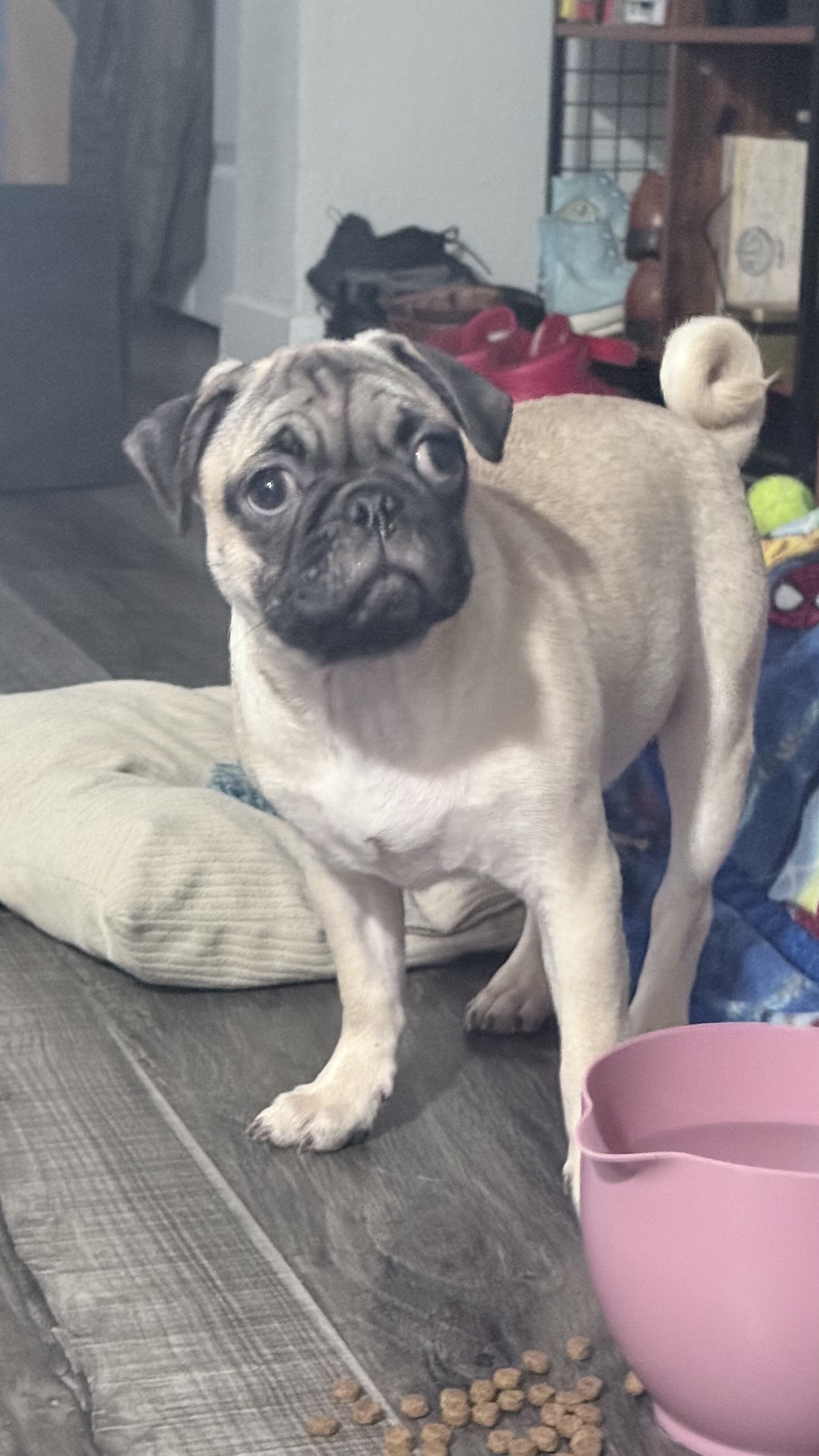 Pug puppies image 1