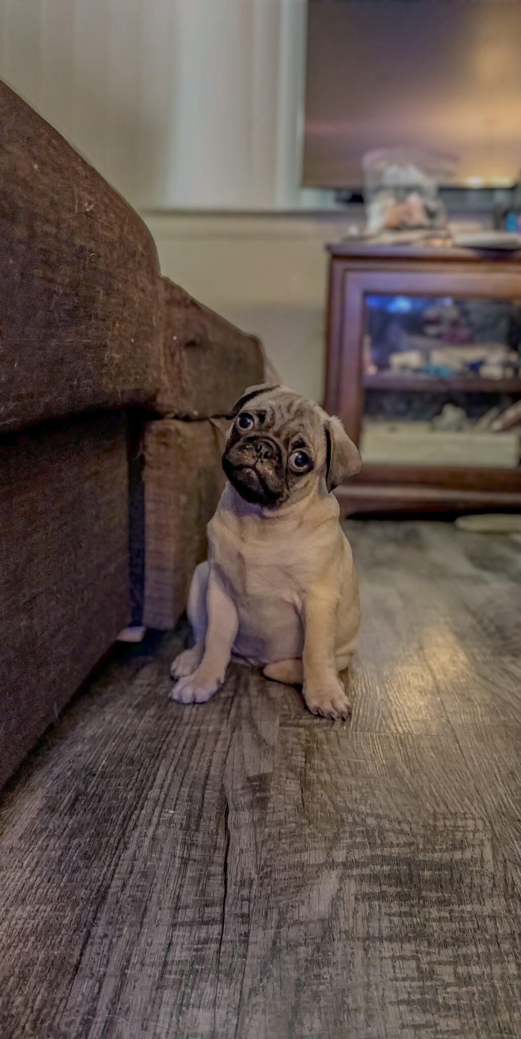 Pug puppies image 4