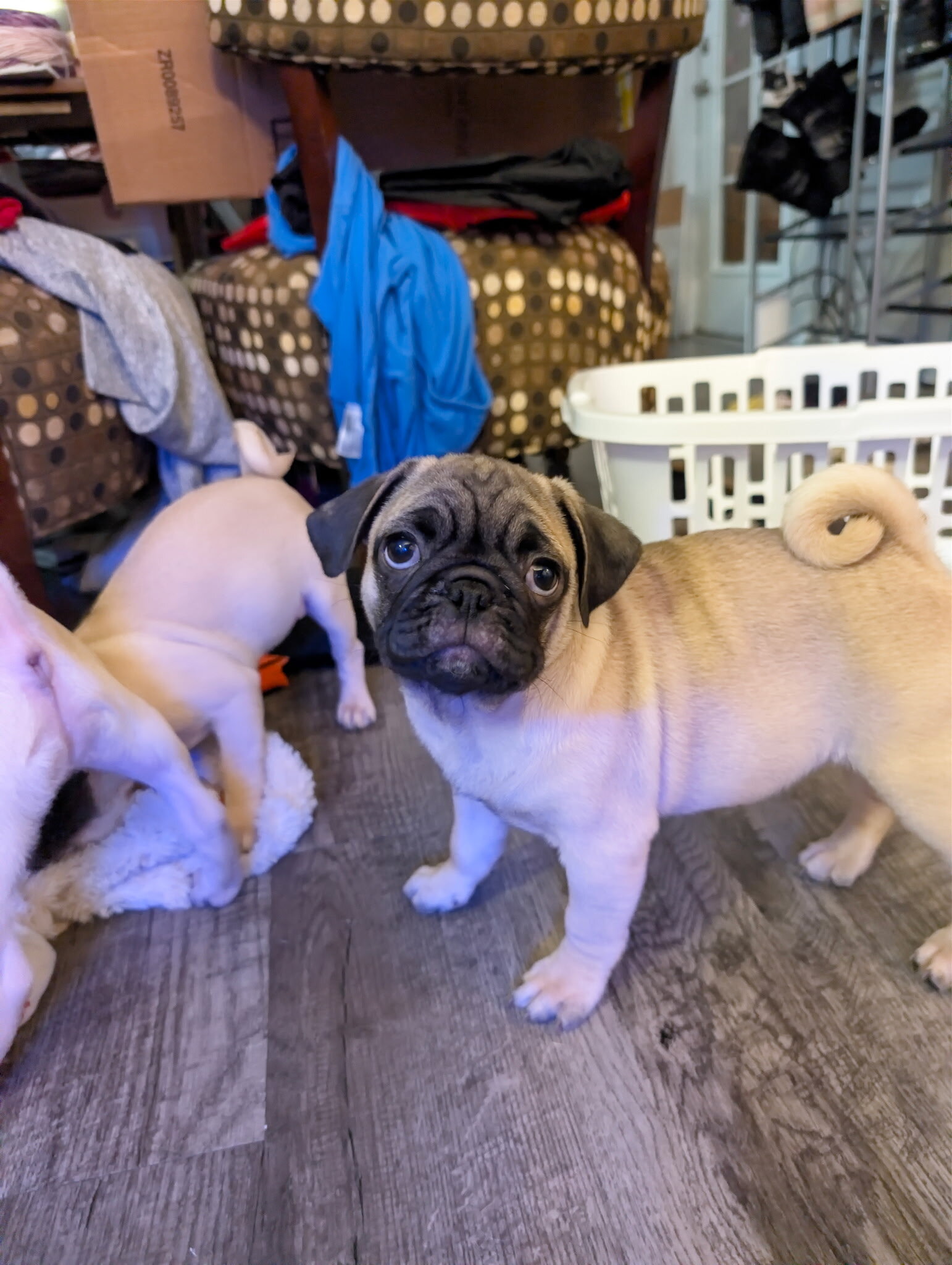 Pug puppies image 3
