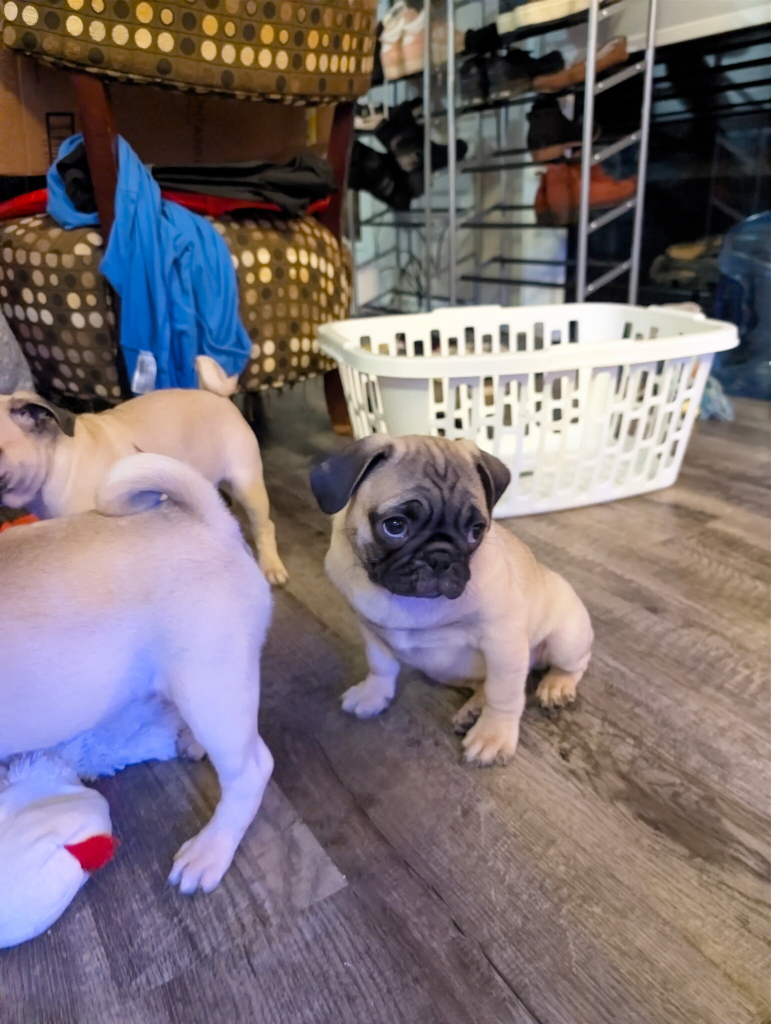 Pug puppies image 5