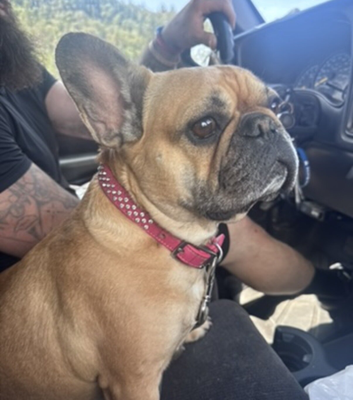 Female French Bulldog image 5