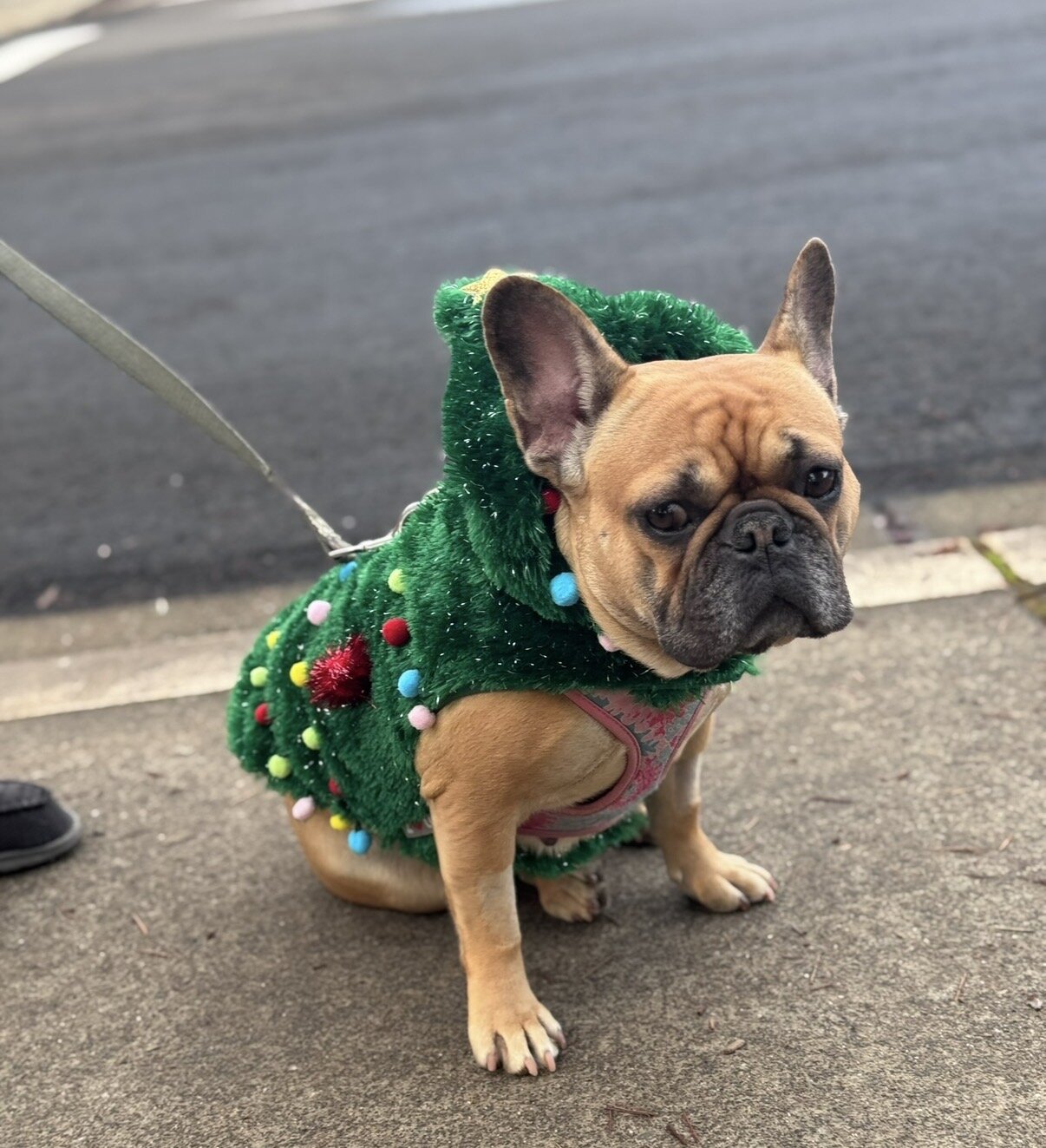 Female French Bulldog image 2