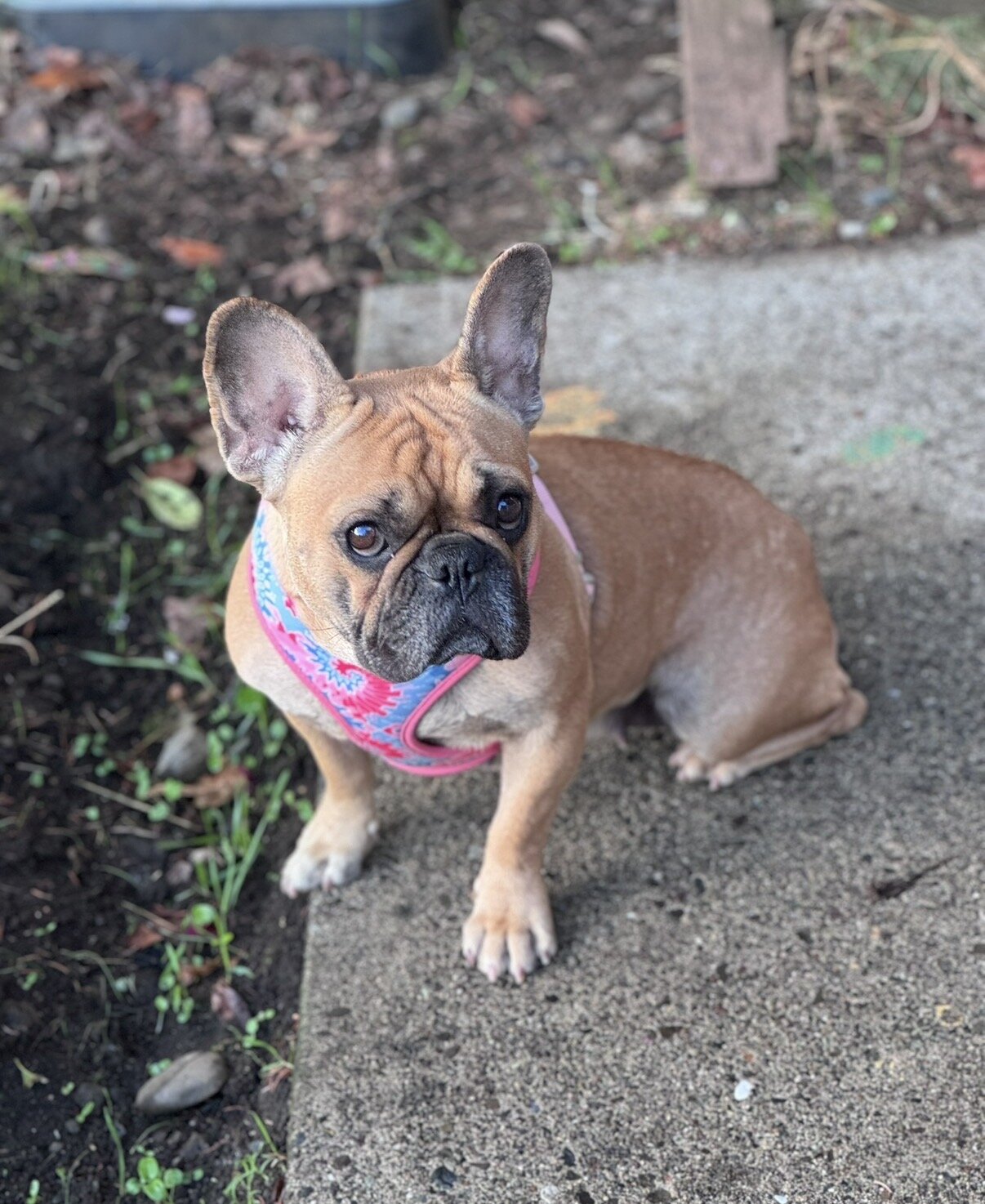 Female French Bulldog image 1