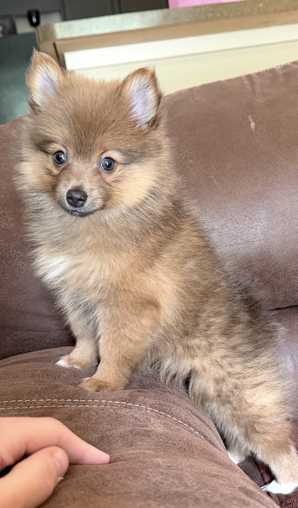 Pomeranian puppy image 1