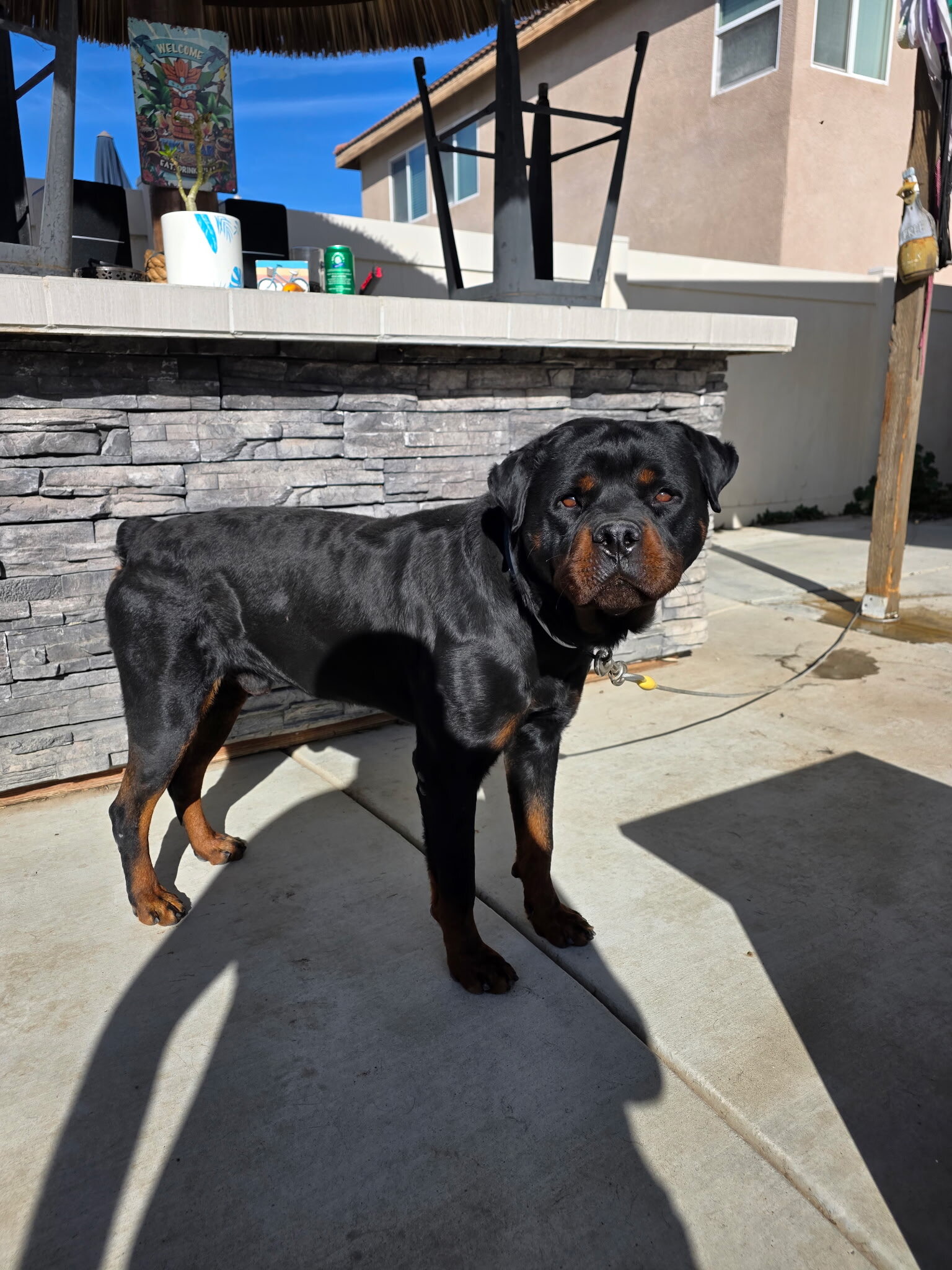 Rottweiler image 4