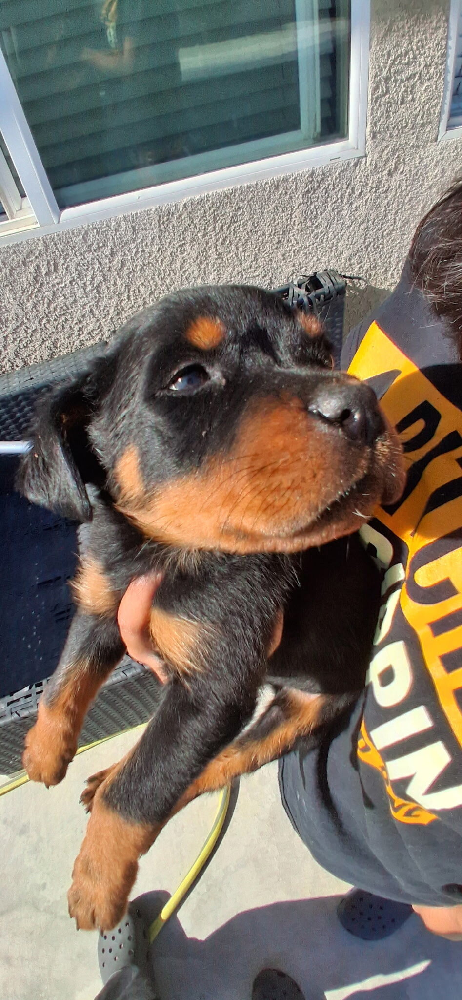 Rottweiler image 2