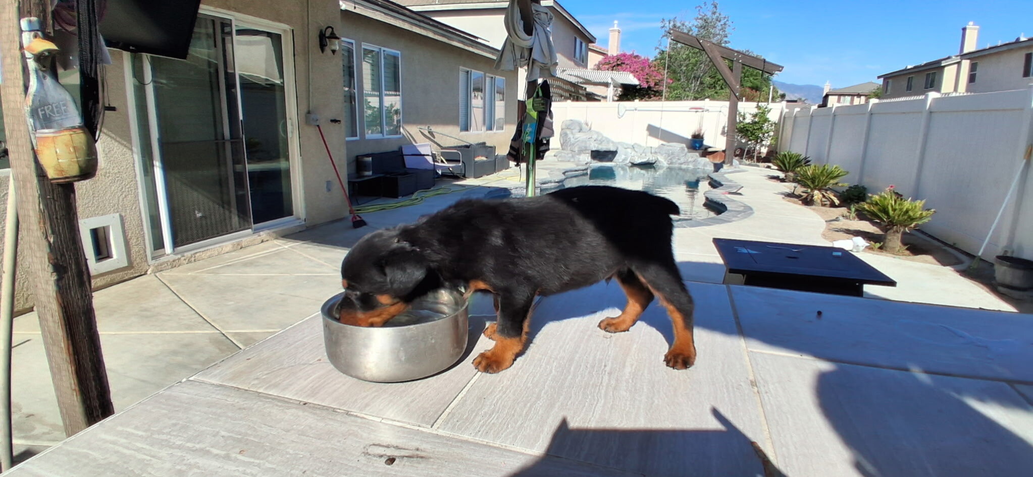 Rottweiler image 1