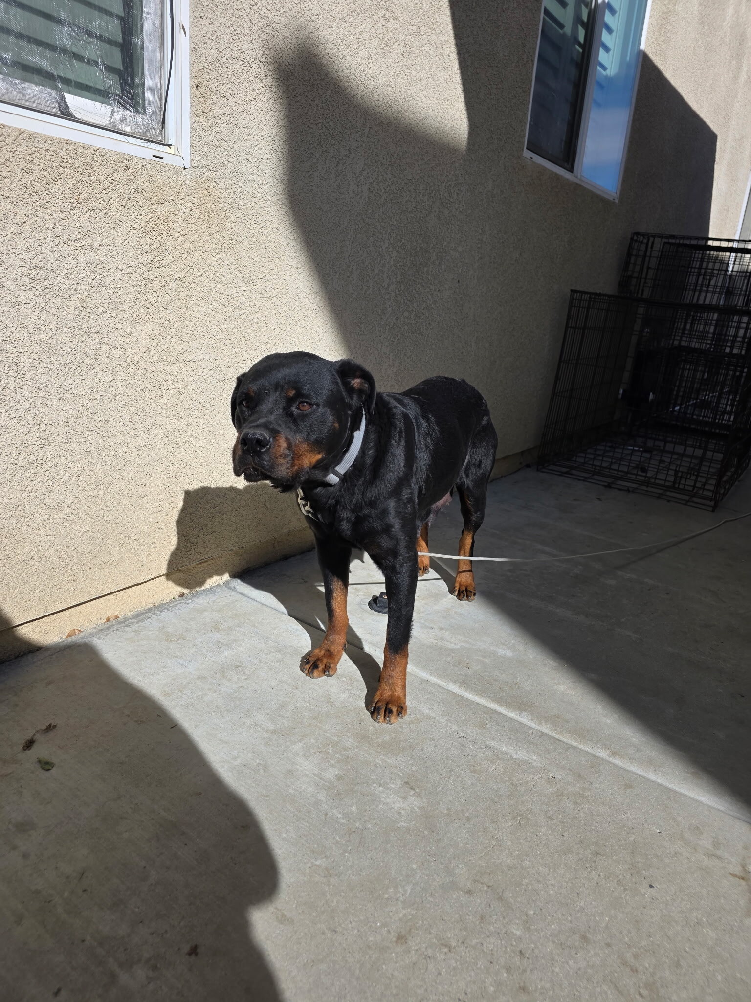 Rottweiler image 5