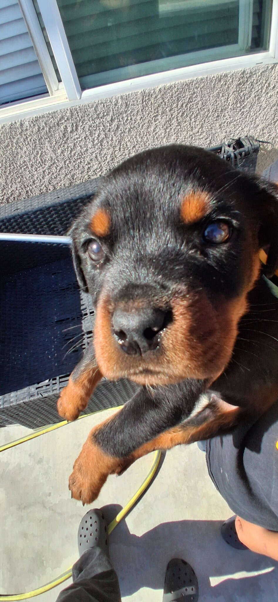 Rottweiler image 3