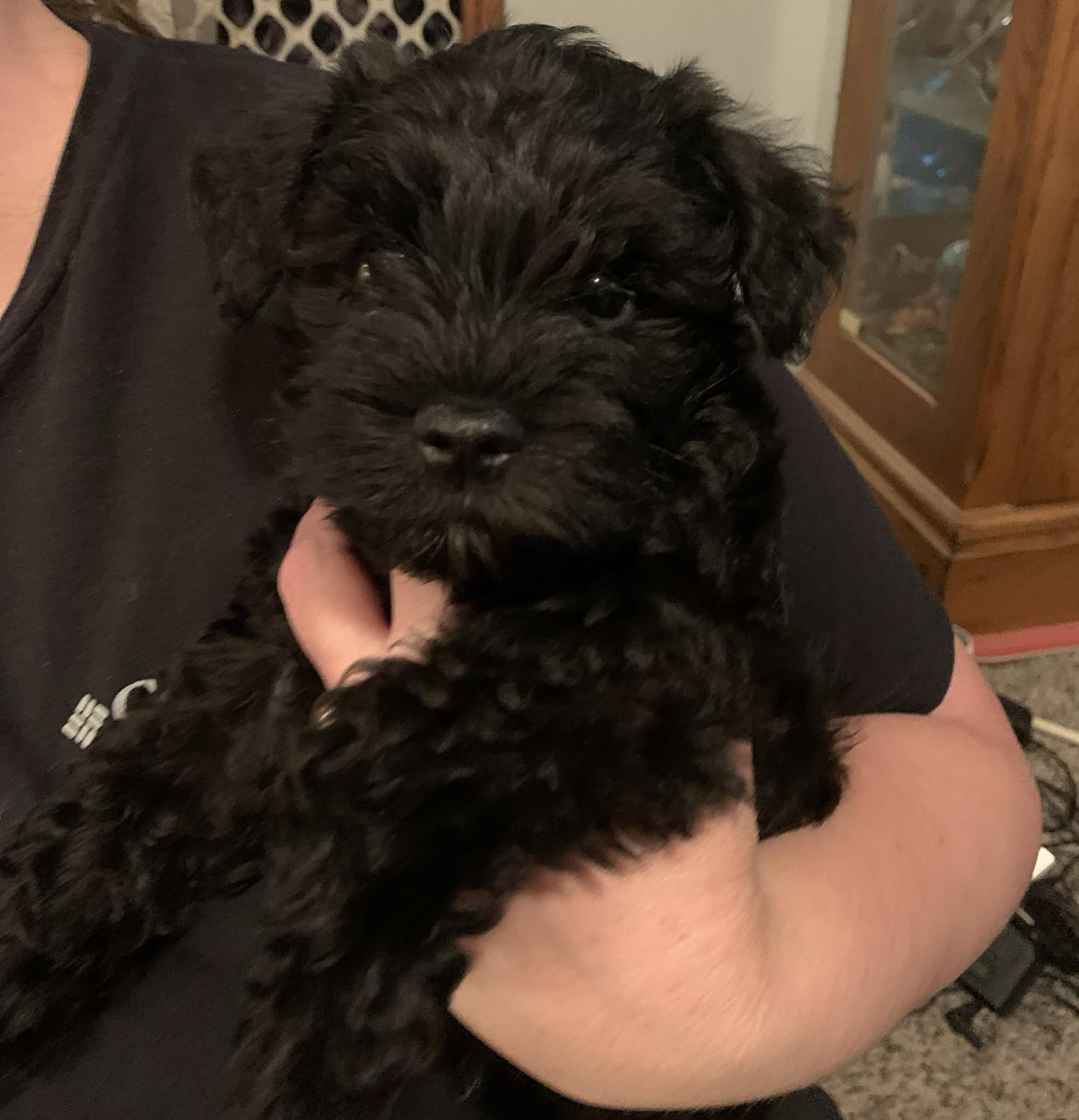miniature schnauzer image 1
