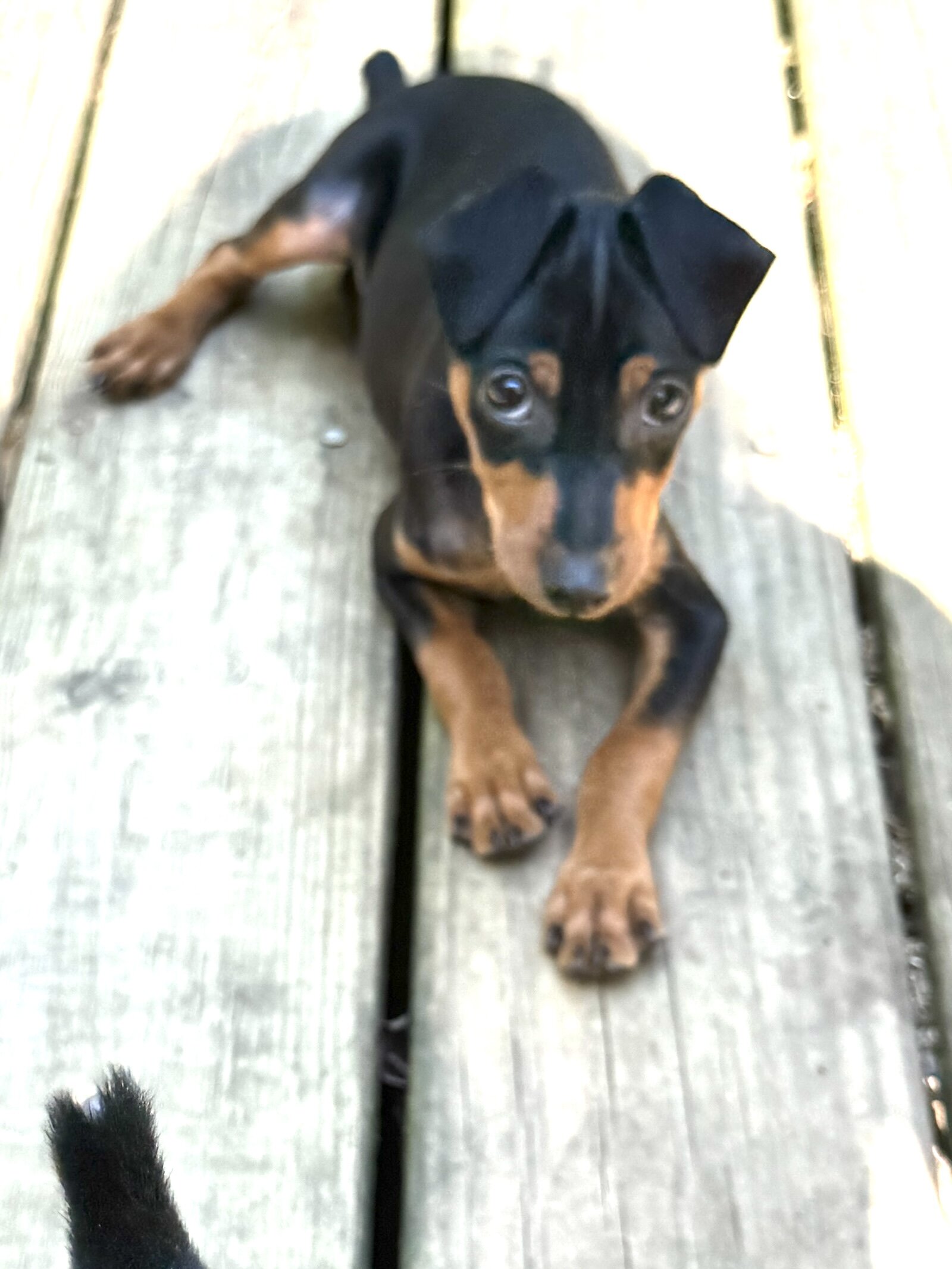 Miniature pinscher puppy image 3