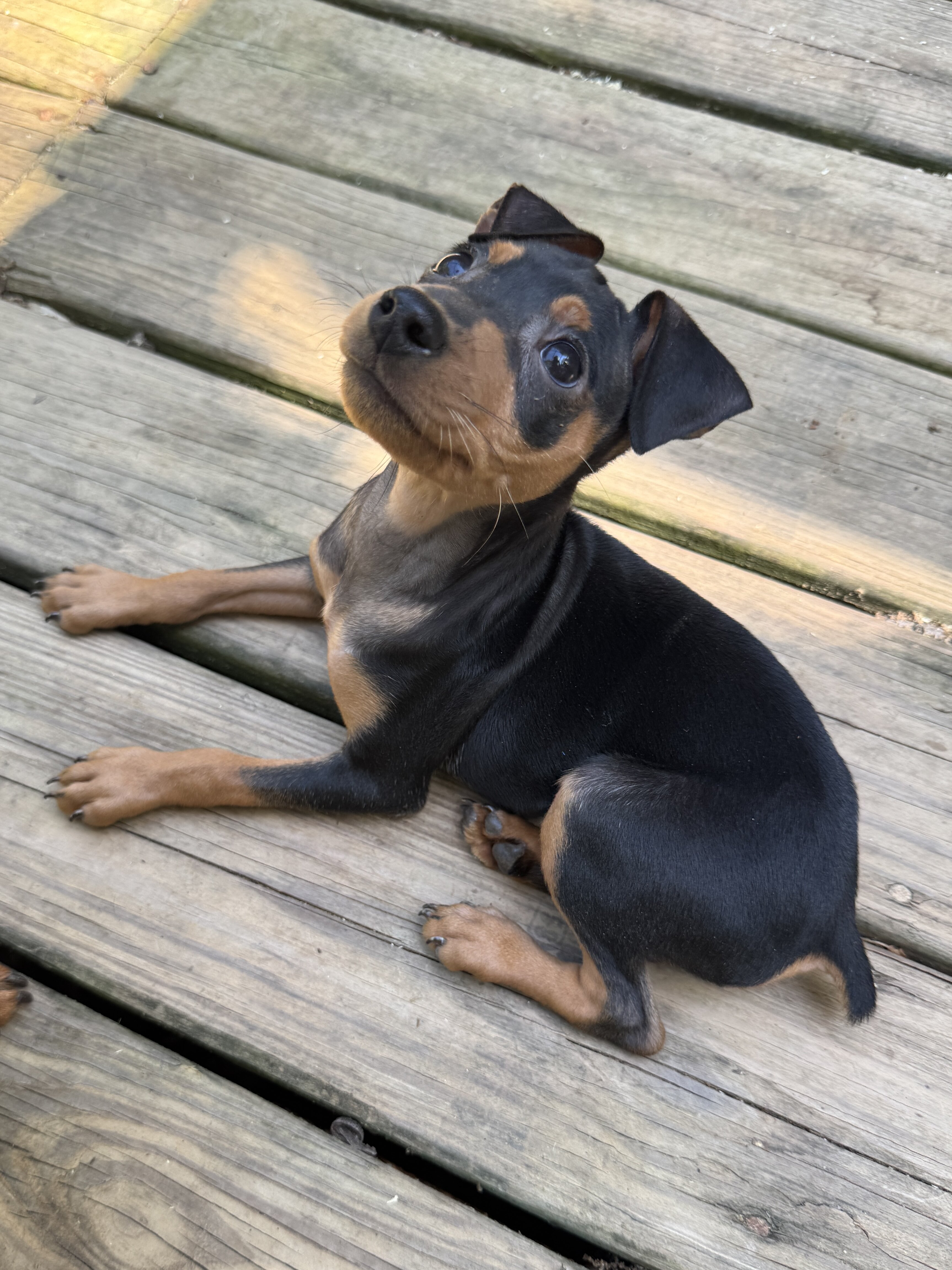 Miniature pinscher puppy image 1