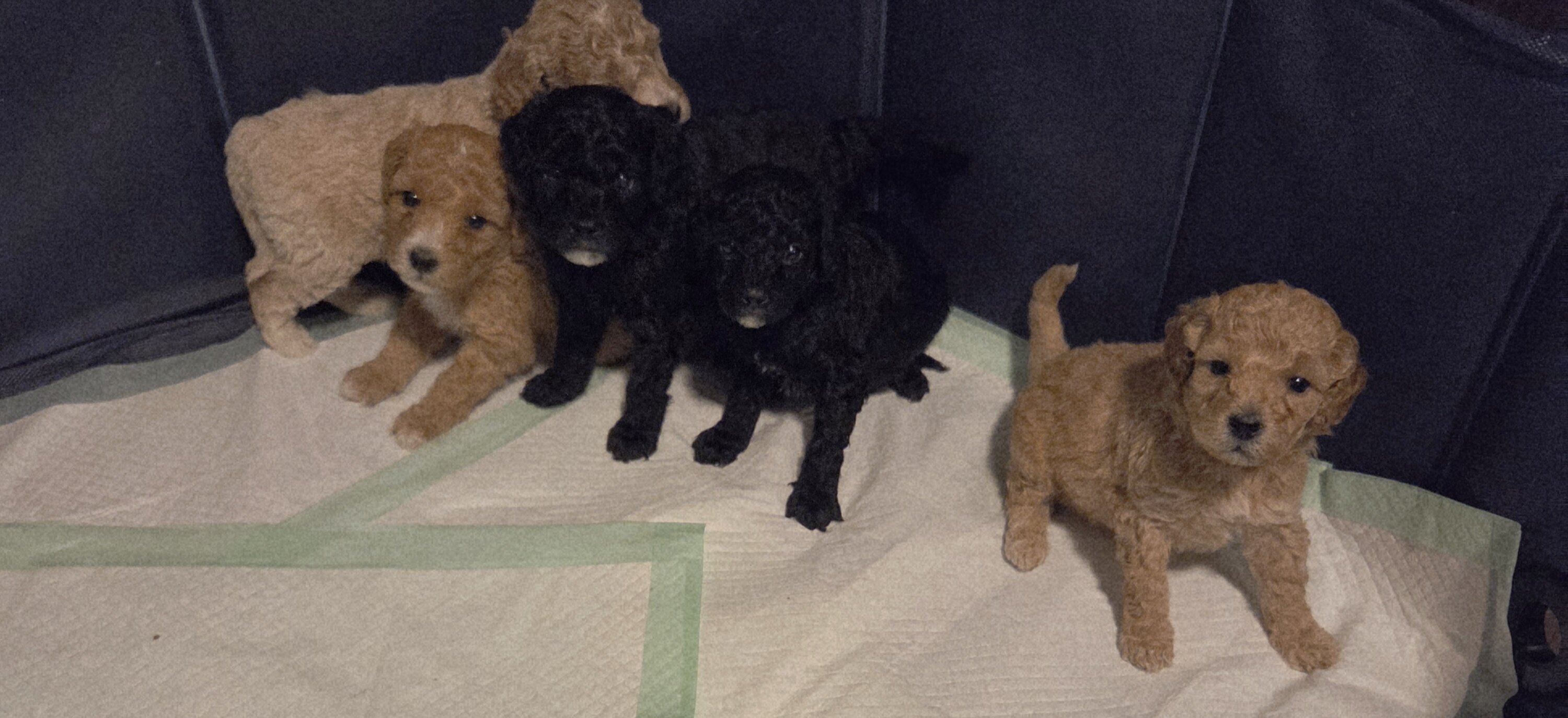 Golden Aussiepoo image 1