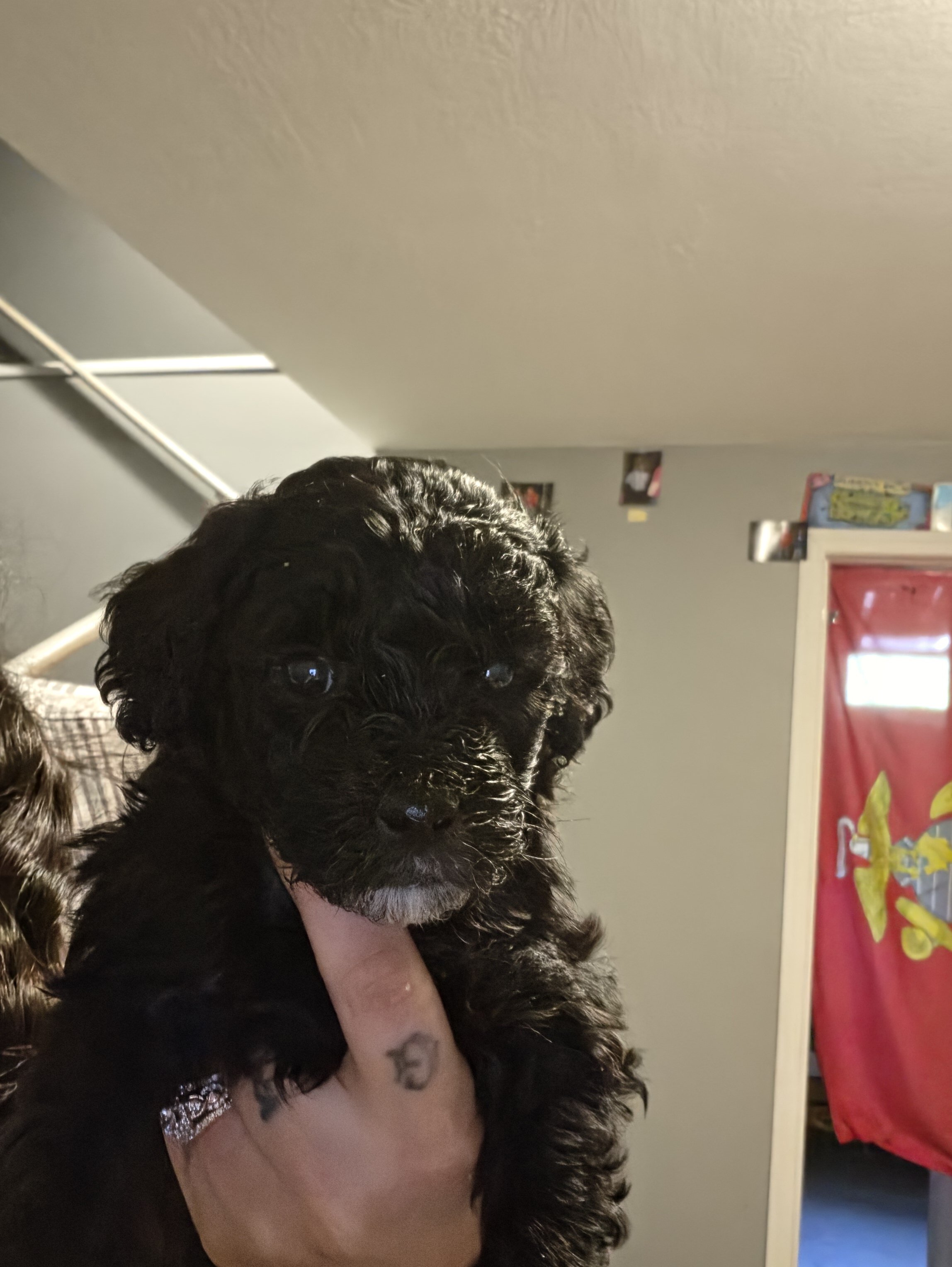 Golden Aussiepoo image 2