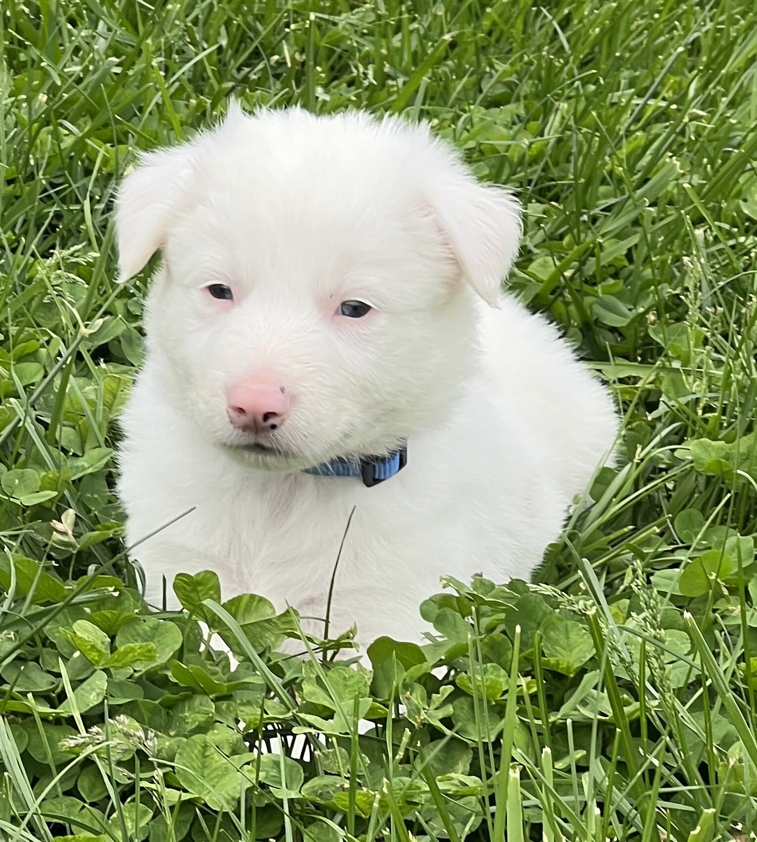 Border Collie Puppies image 1