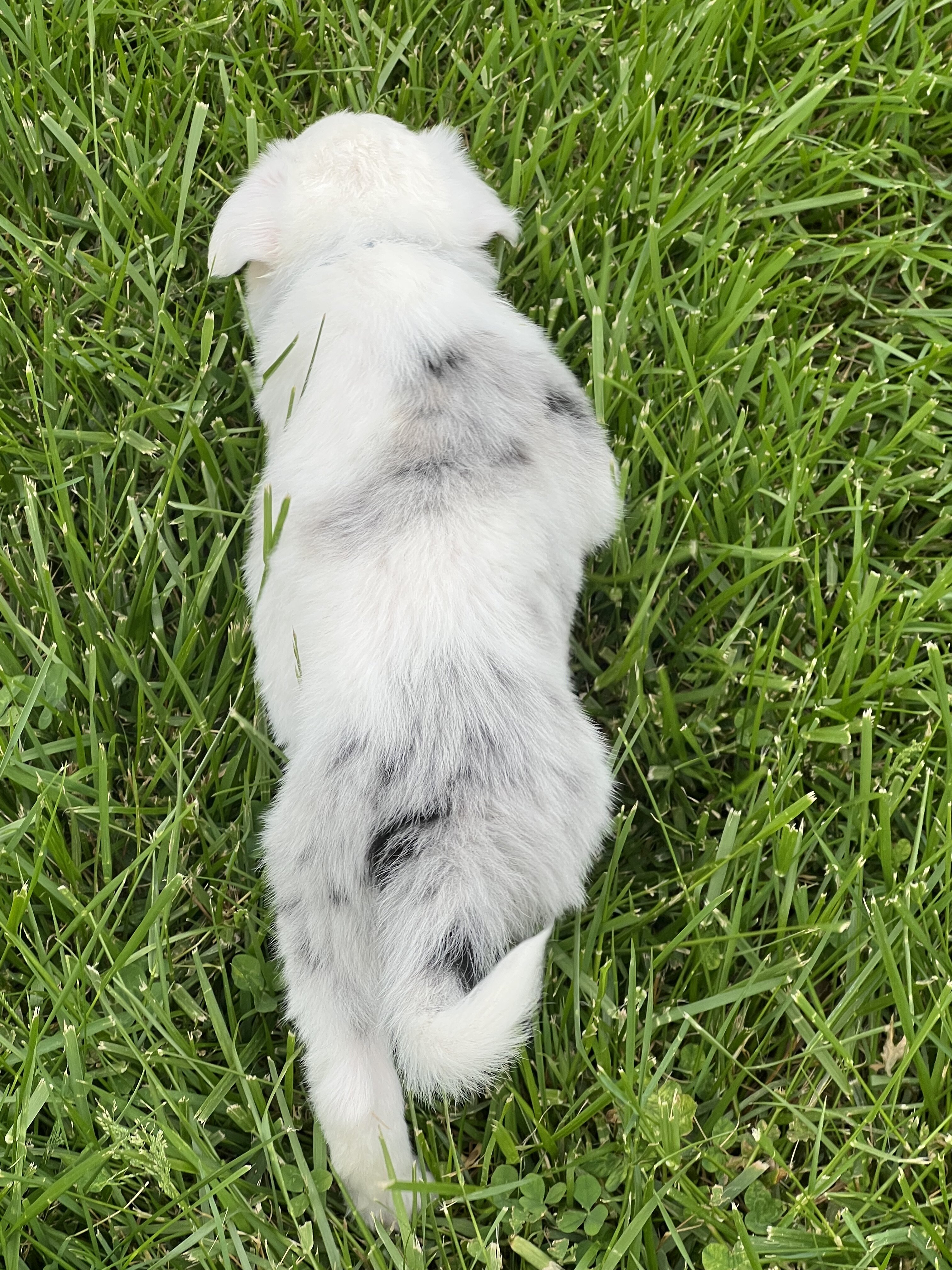 Border Collie Puppies image 2