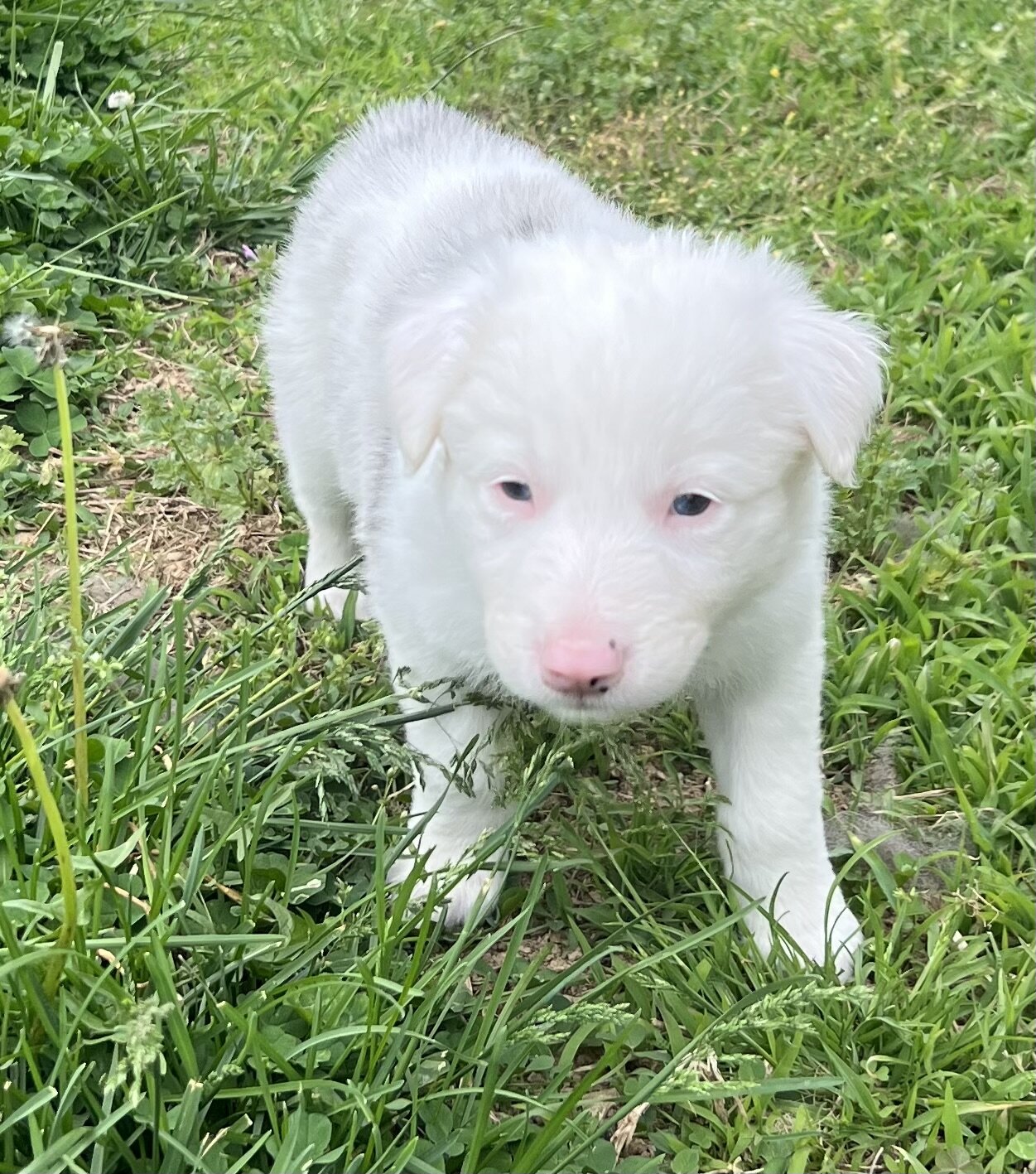 Border Collie Puppies image 3