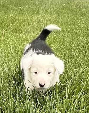 Border Collie Puppies image 4