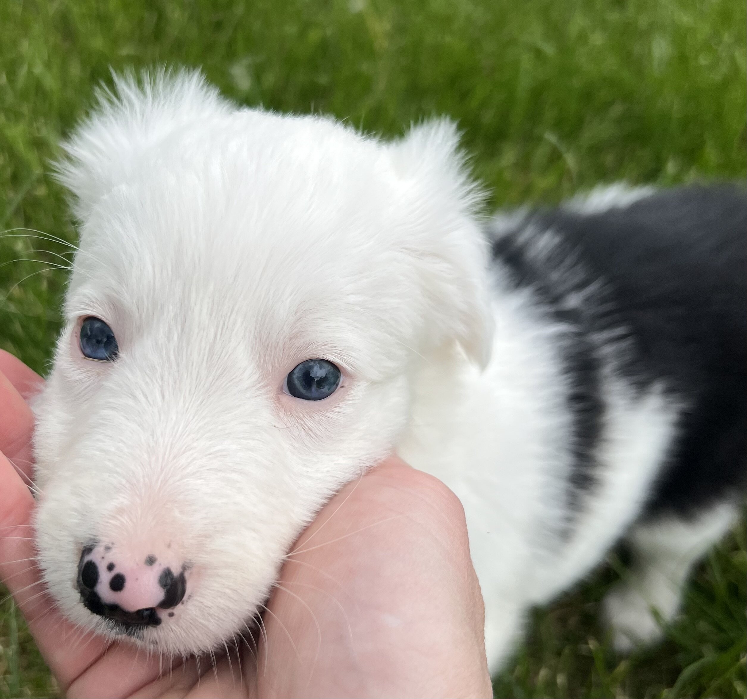 Border Collie Puppies image 5