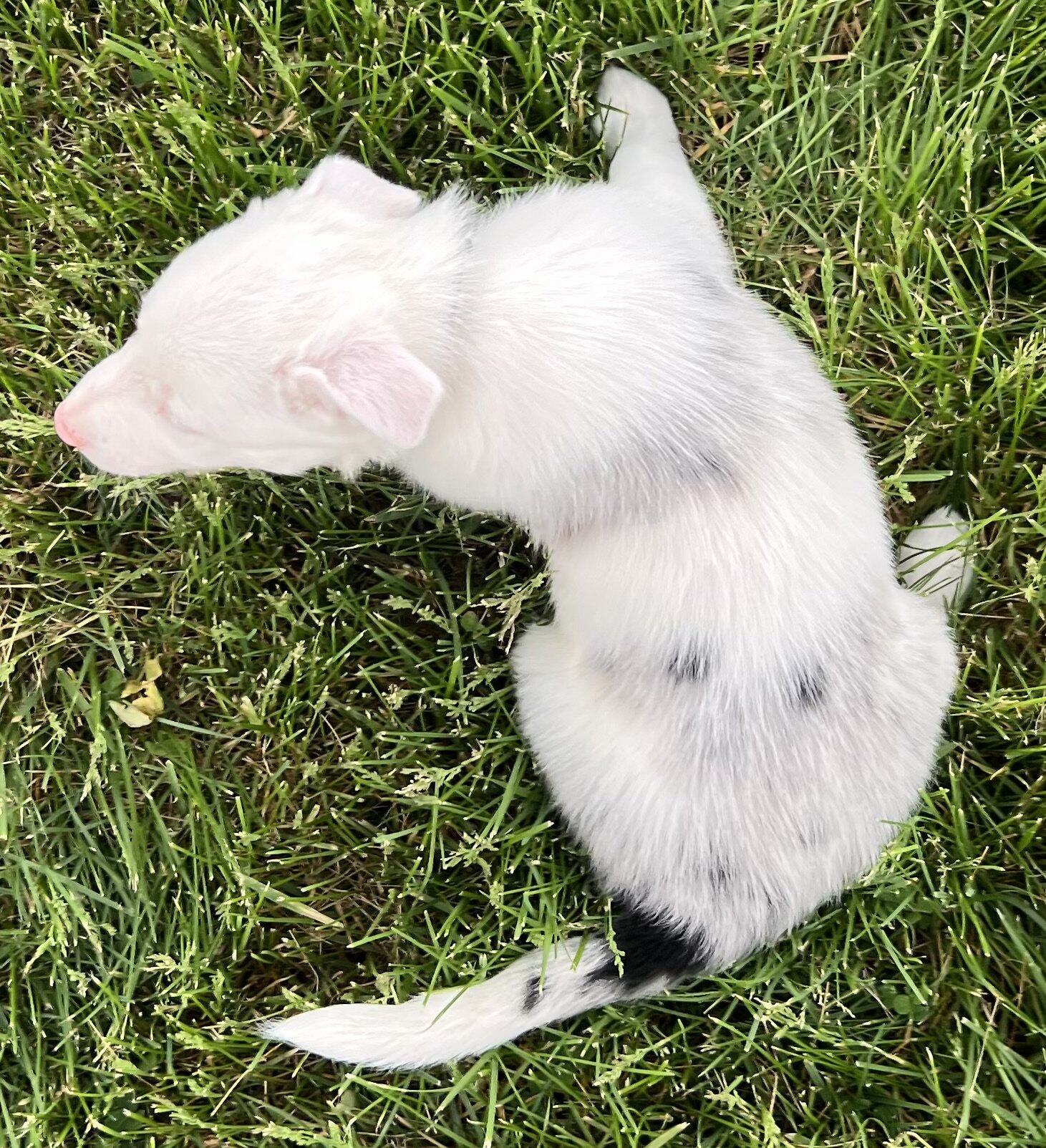 Border Collie Puppies image 8