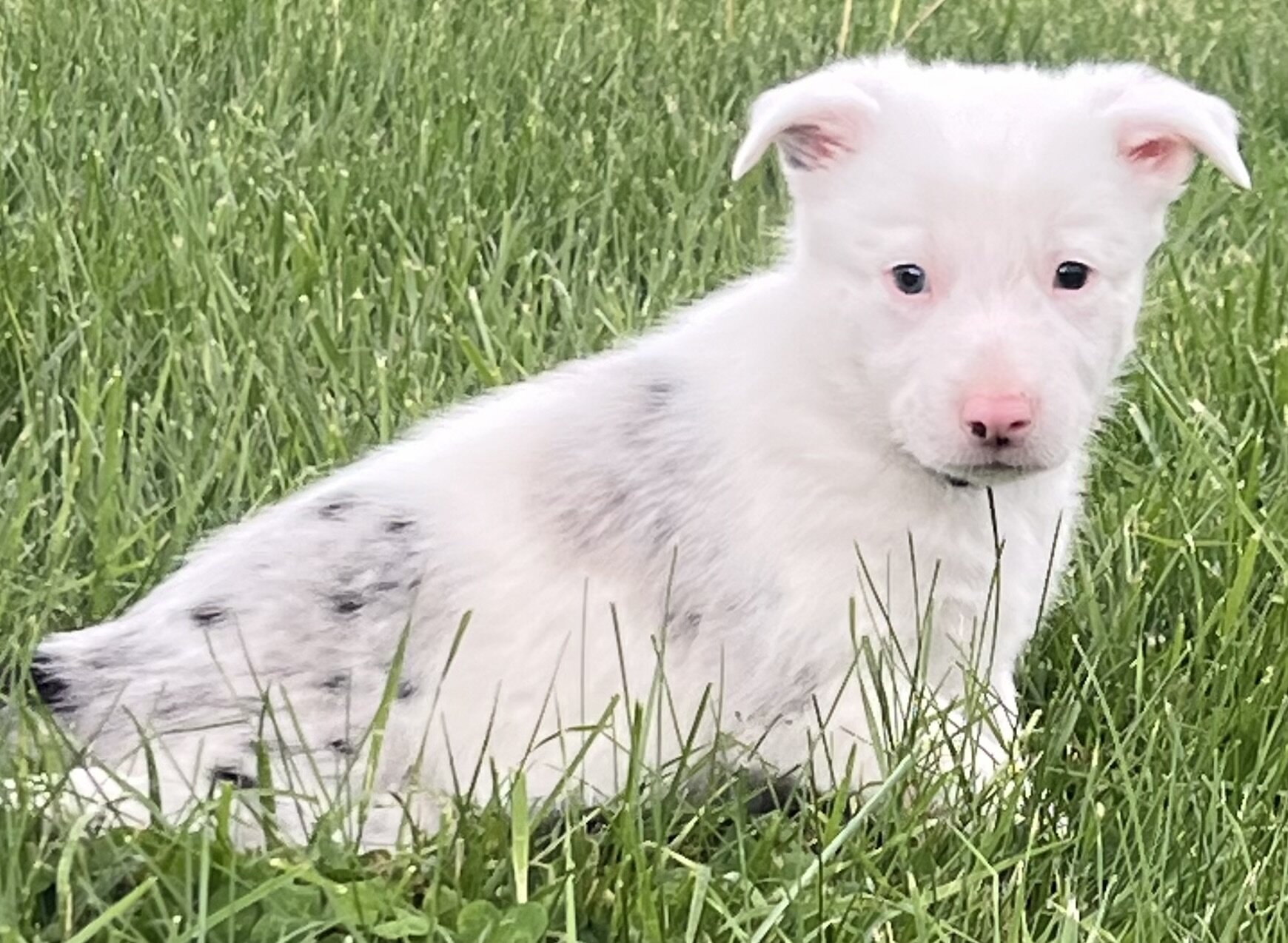 Border Collie Puppies image 9