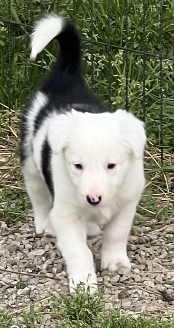 Border Collie Puppies image 6