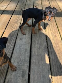 Miniature pinscher image 2