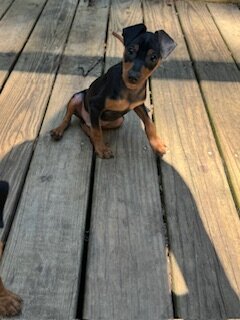 Miniature pinscher image 1