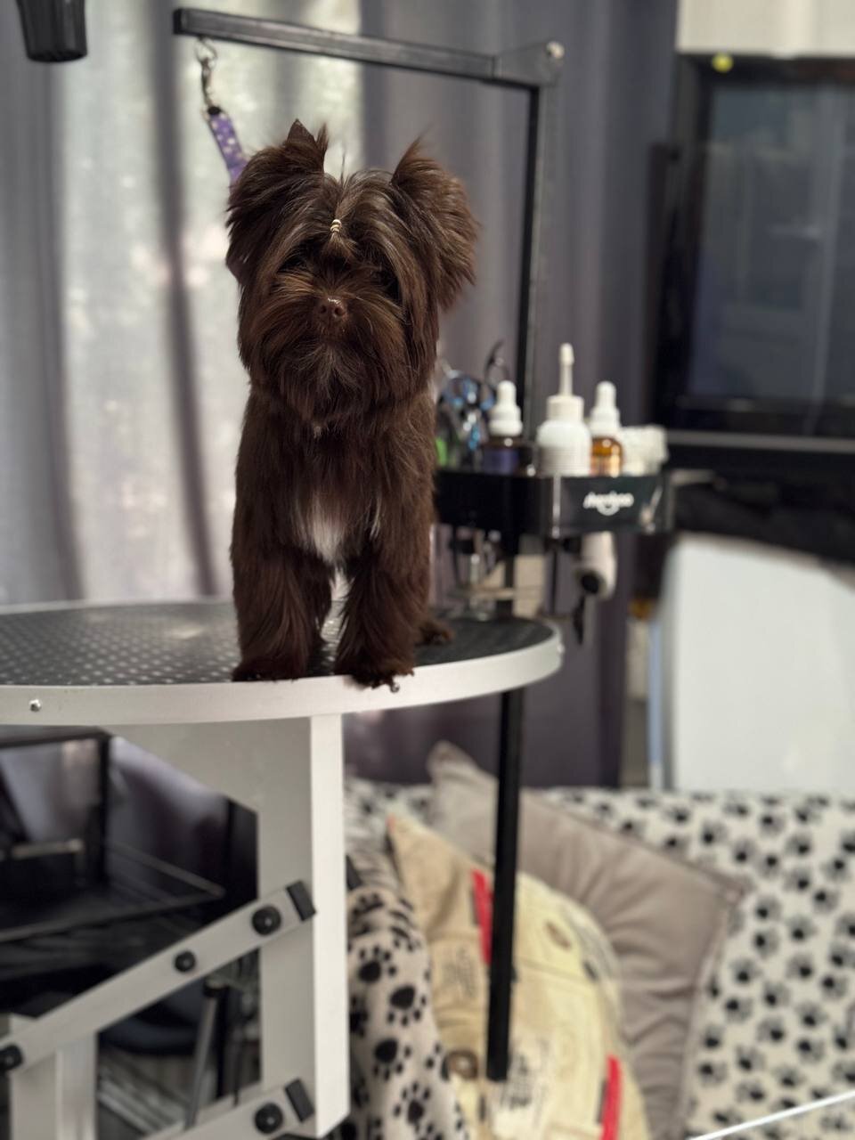Yorkshire Terrier image 2