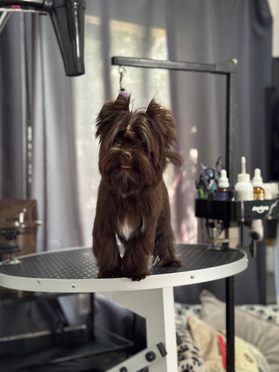 Yorkshire Terrier image 1