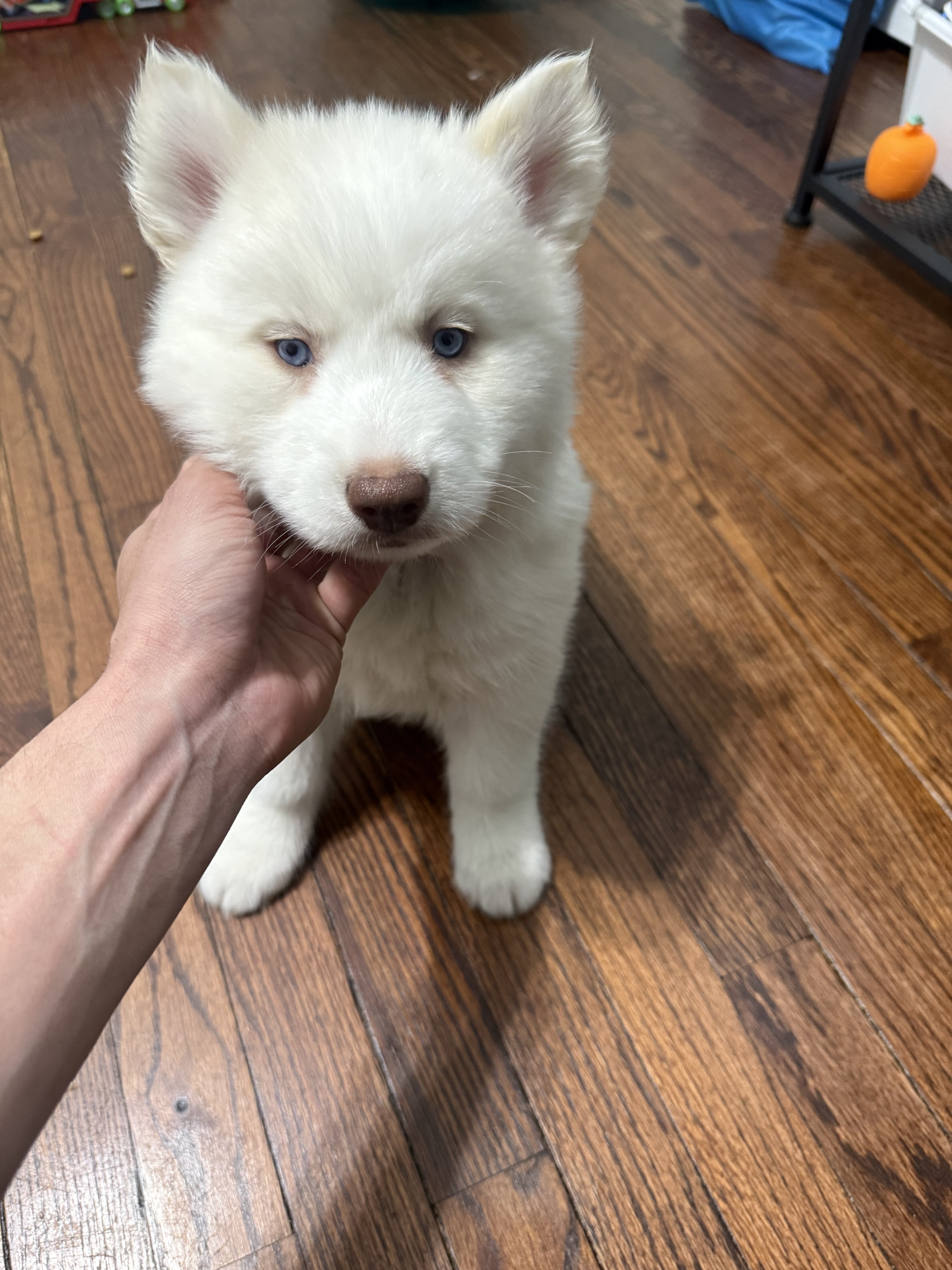 Siberian Husky Puppy’s image 2