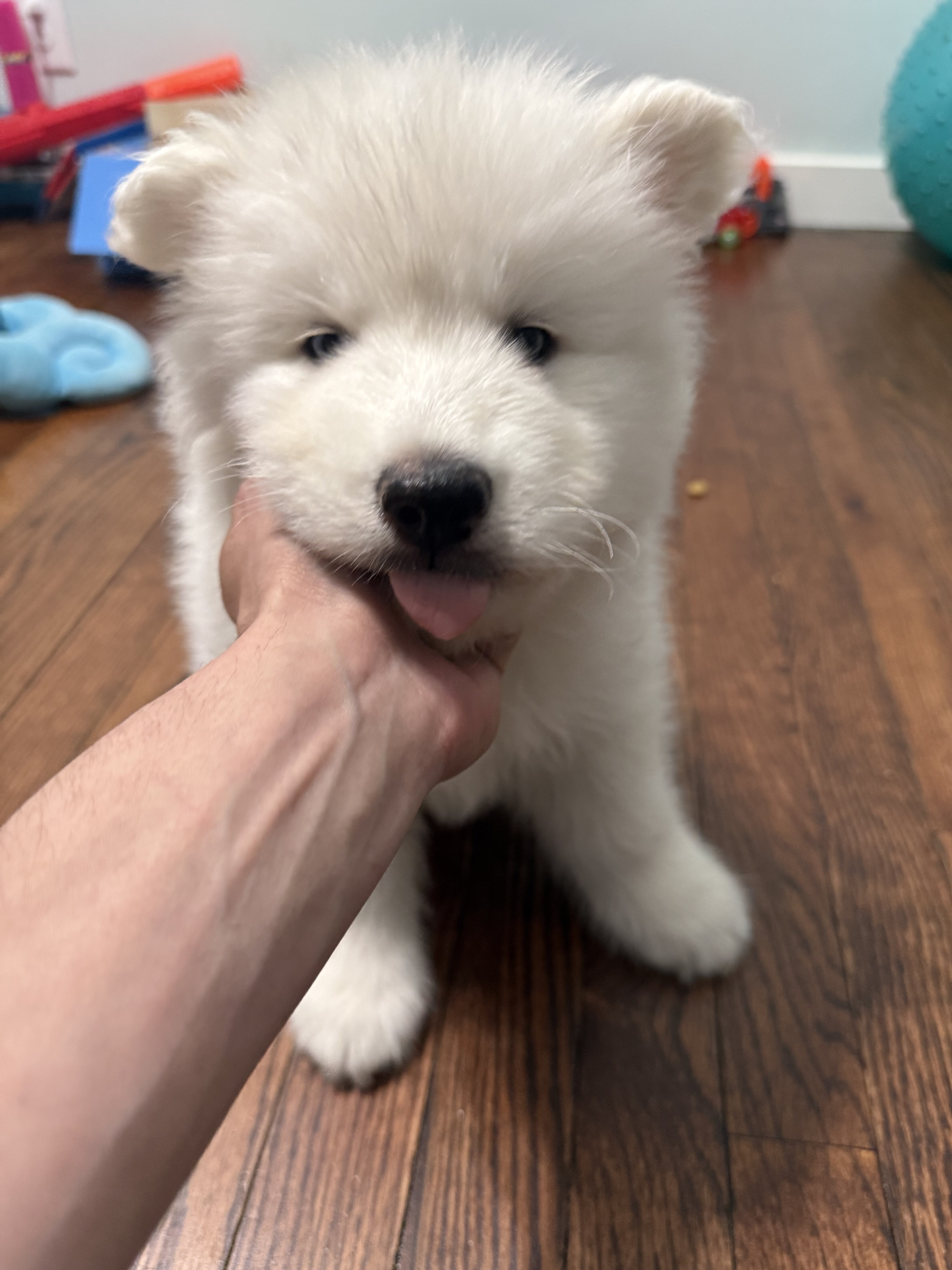 Siberian Husky Puppy’s image 1