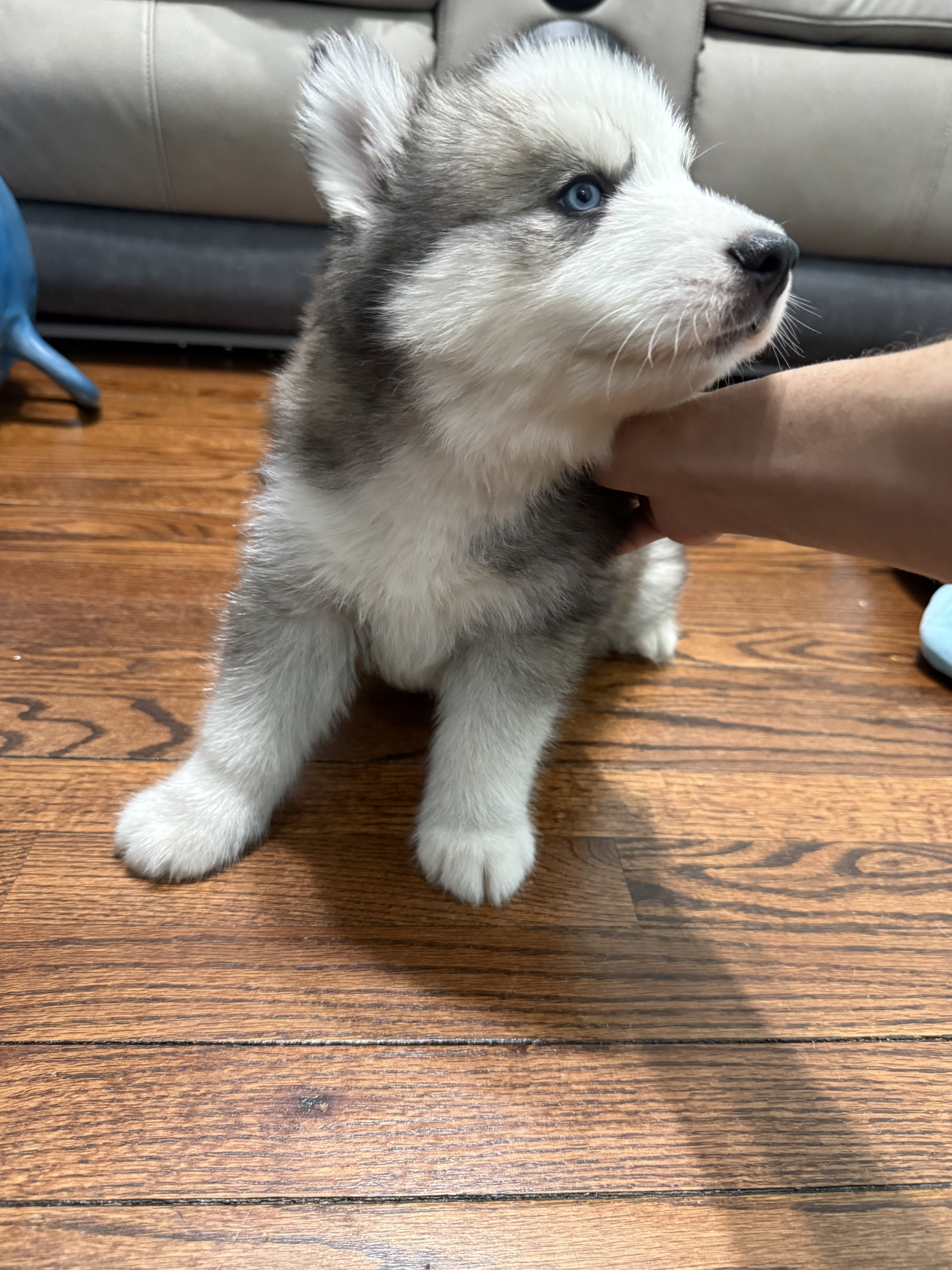 Siberian Husky Puppy’s image 5