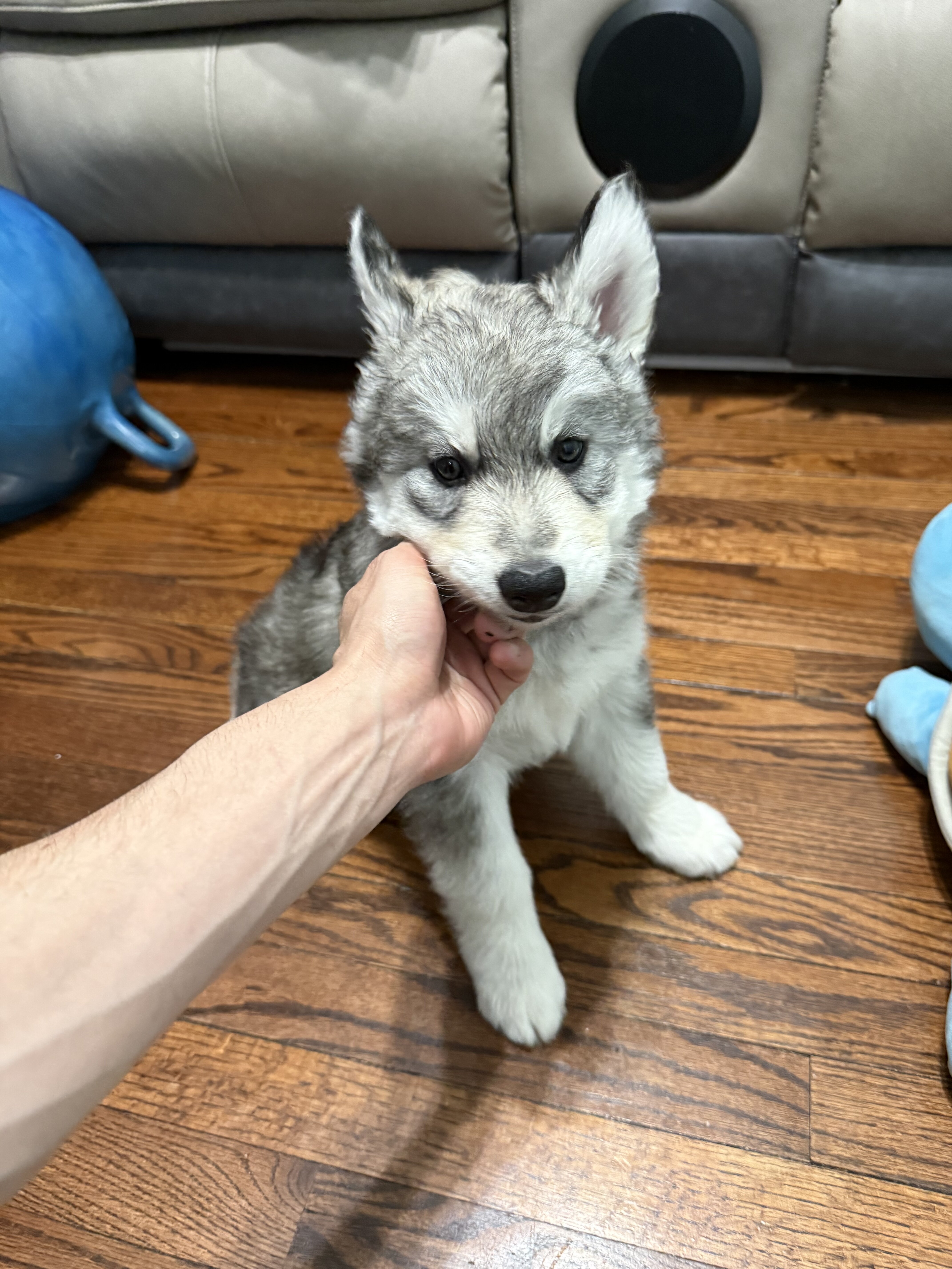 Siberian Husky Puppy’s image 3