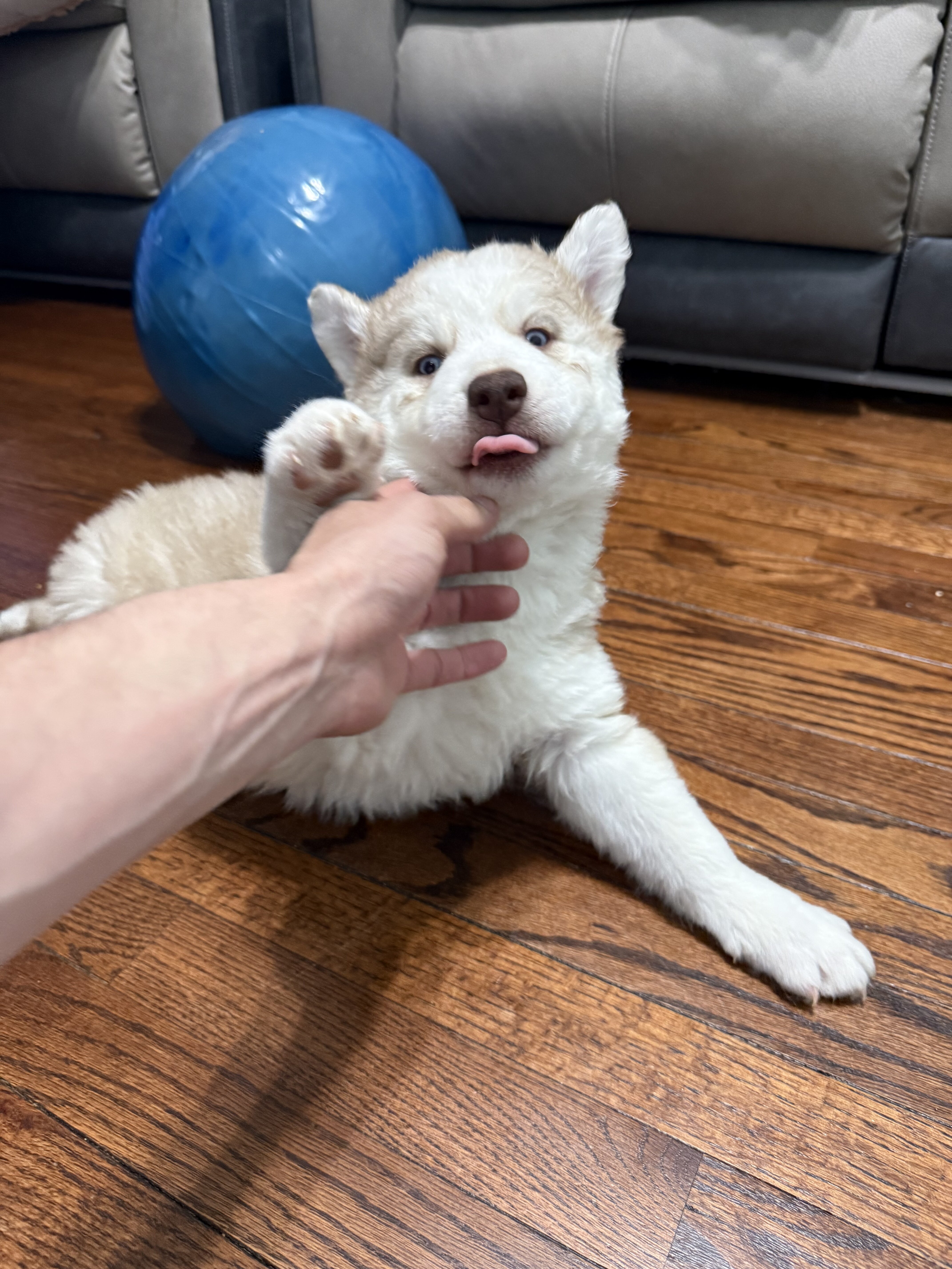 Siberian Husky Puppy’s image 6